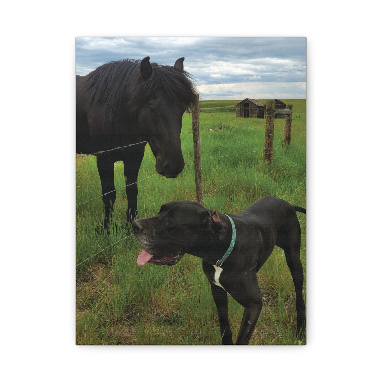 Pet Portrait Matte Canvas Wall Art - Horse & Dog