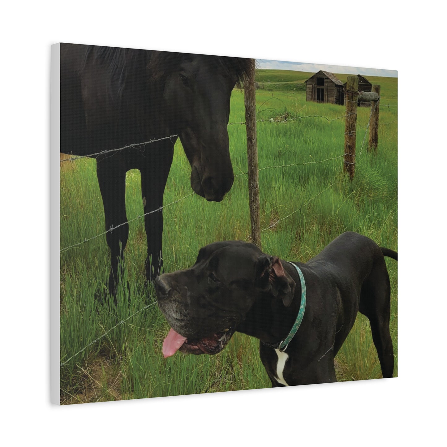 Pet Portrait Matte Canvas Wall Art - Horse & Dog
