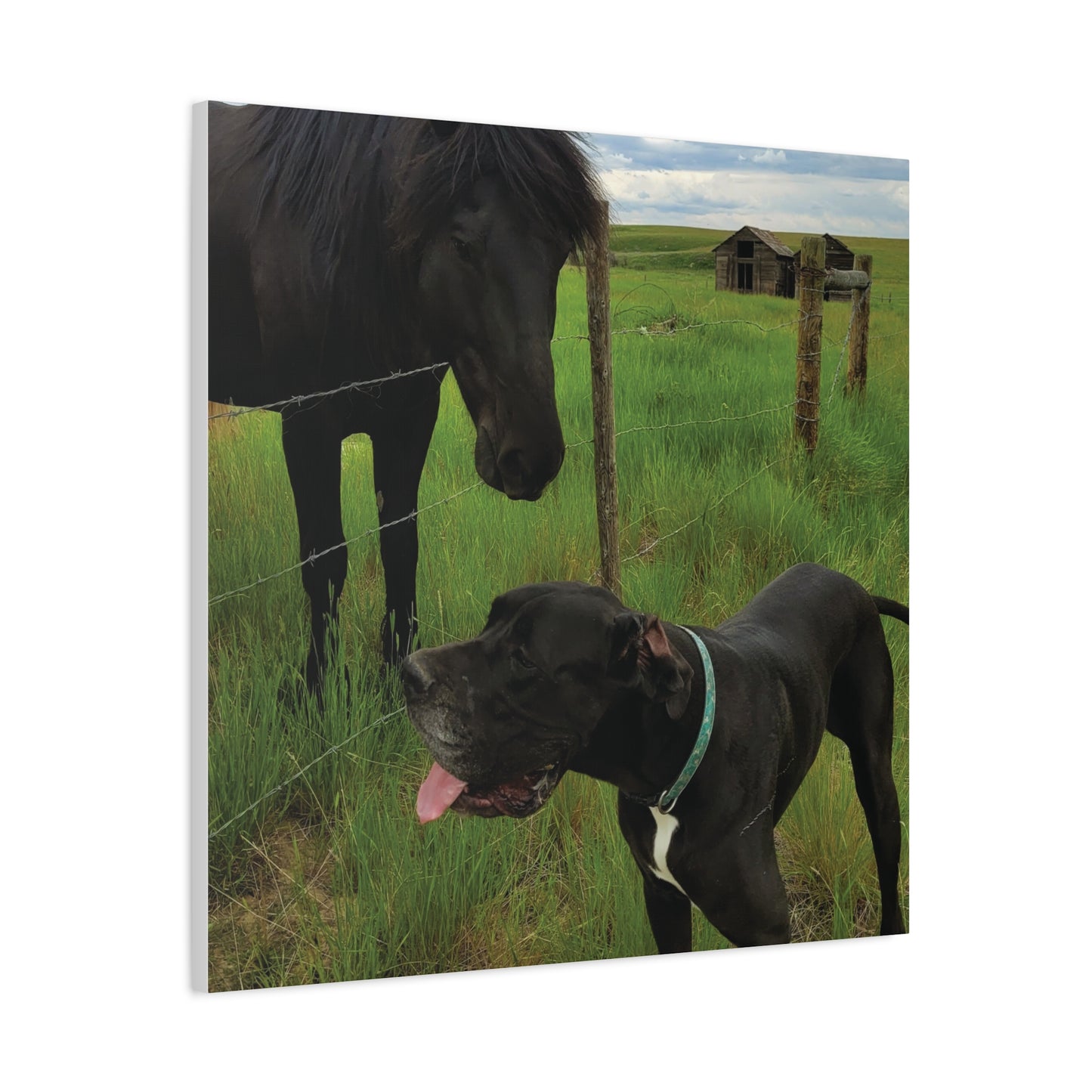 Pet Portrait Matte Canvas Wall Art - Horse & Dog