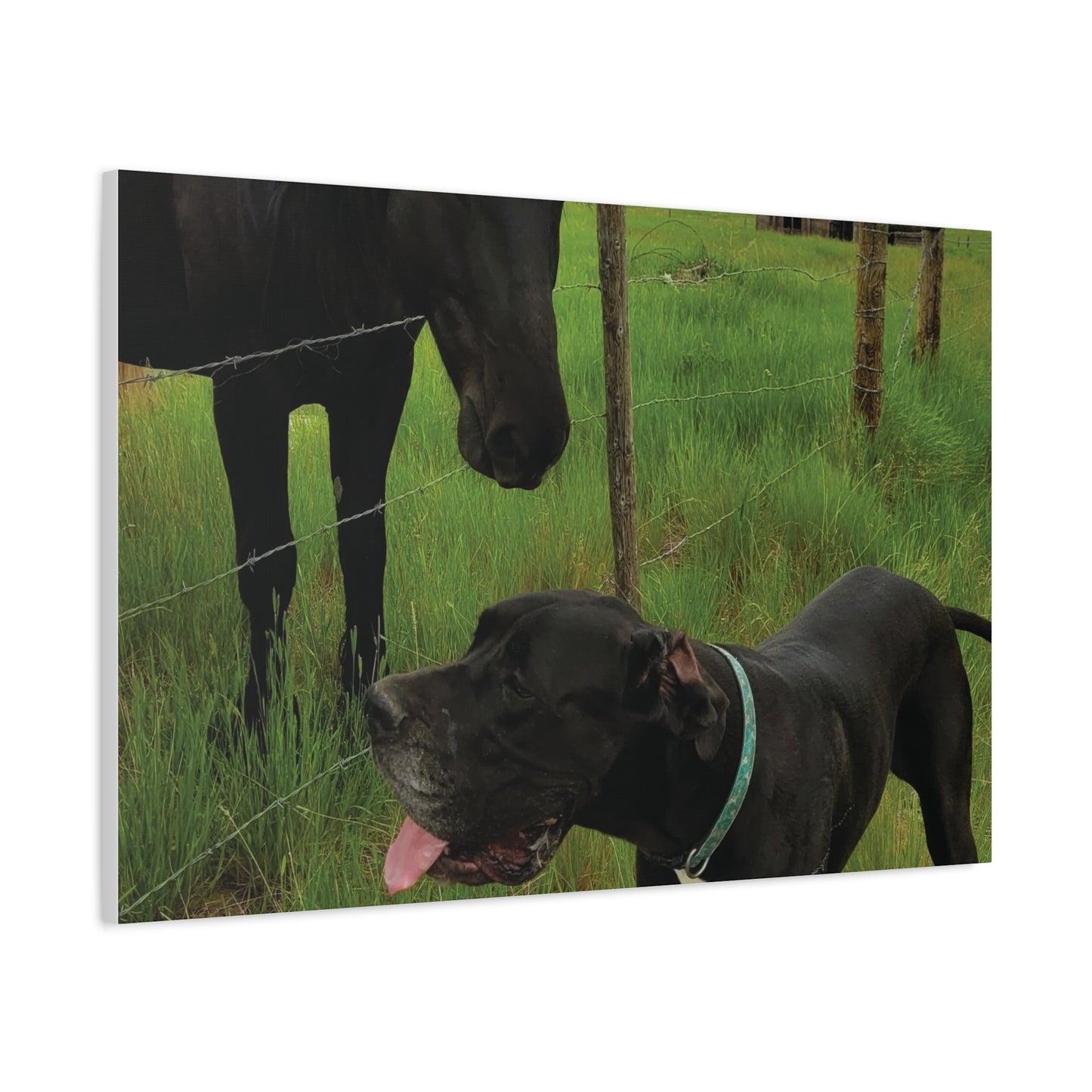 Pet Portrait Matte Canvas Wall Art - Horse & Dog