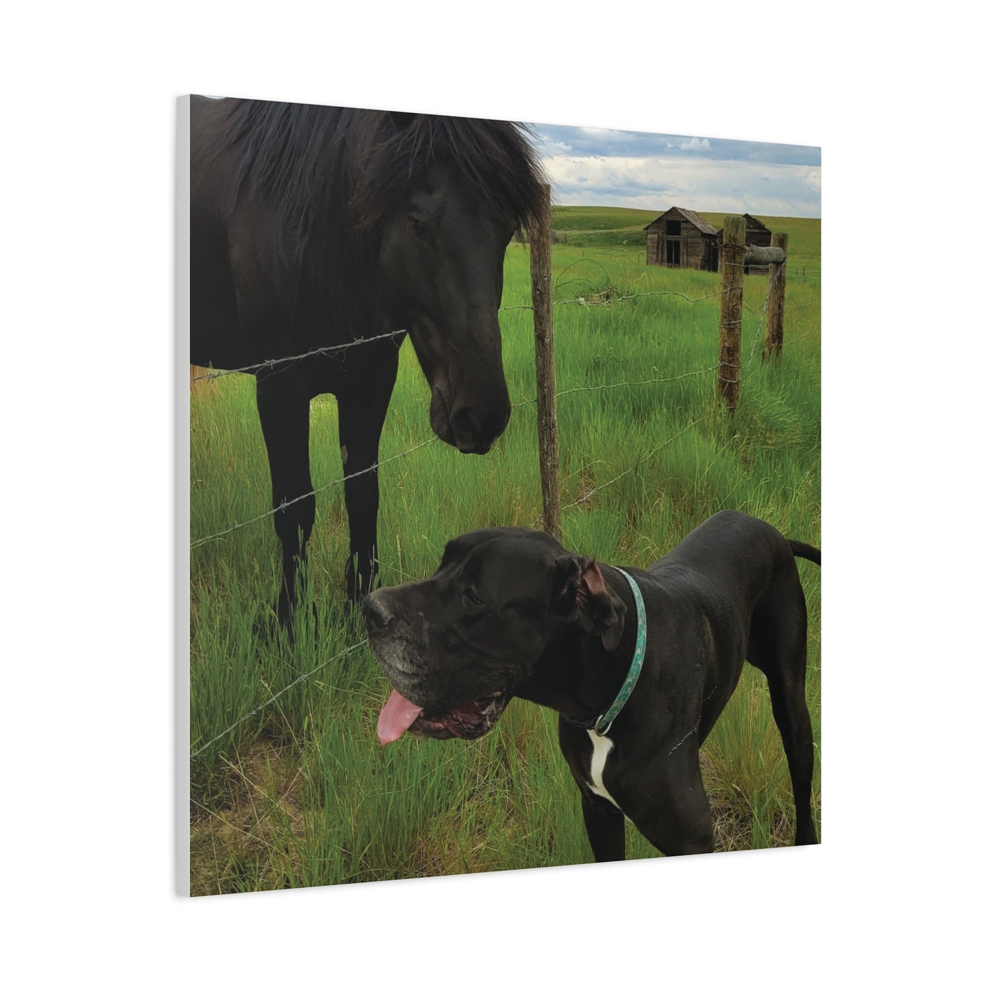 Pet Portrait Matte Canvas Wall Art - Horse & Dog