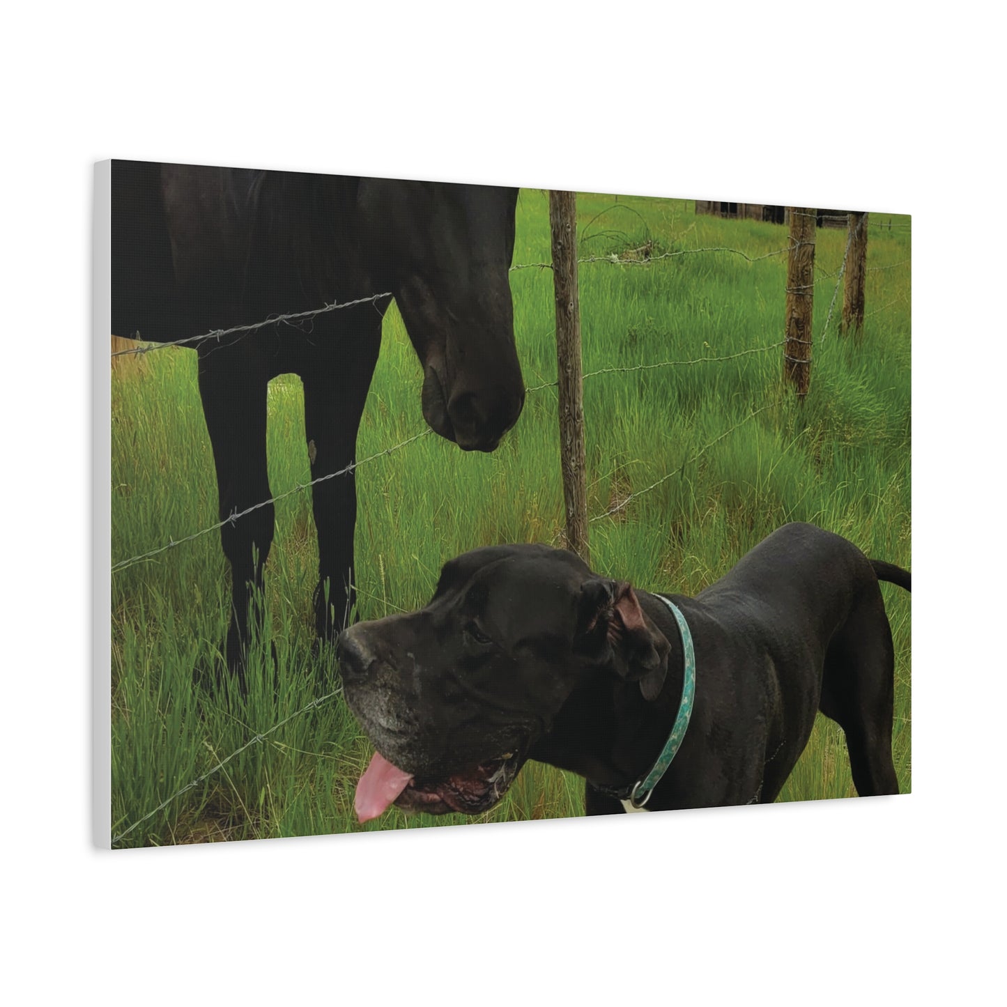 Pet Portrait Matte Canvas Wall Art - Horse & Dog