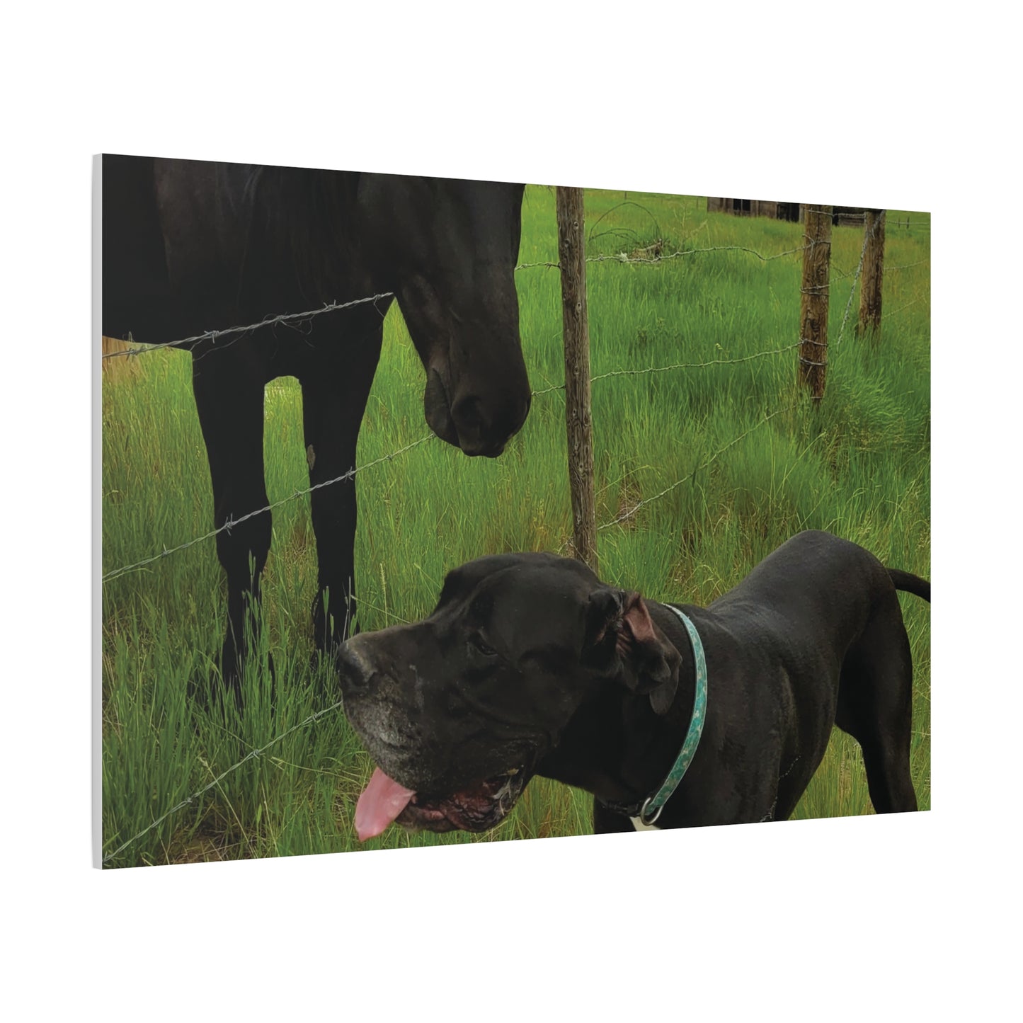 Pet Portrait Matte Canvas Wall Art - Horse & Dog