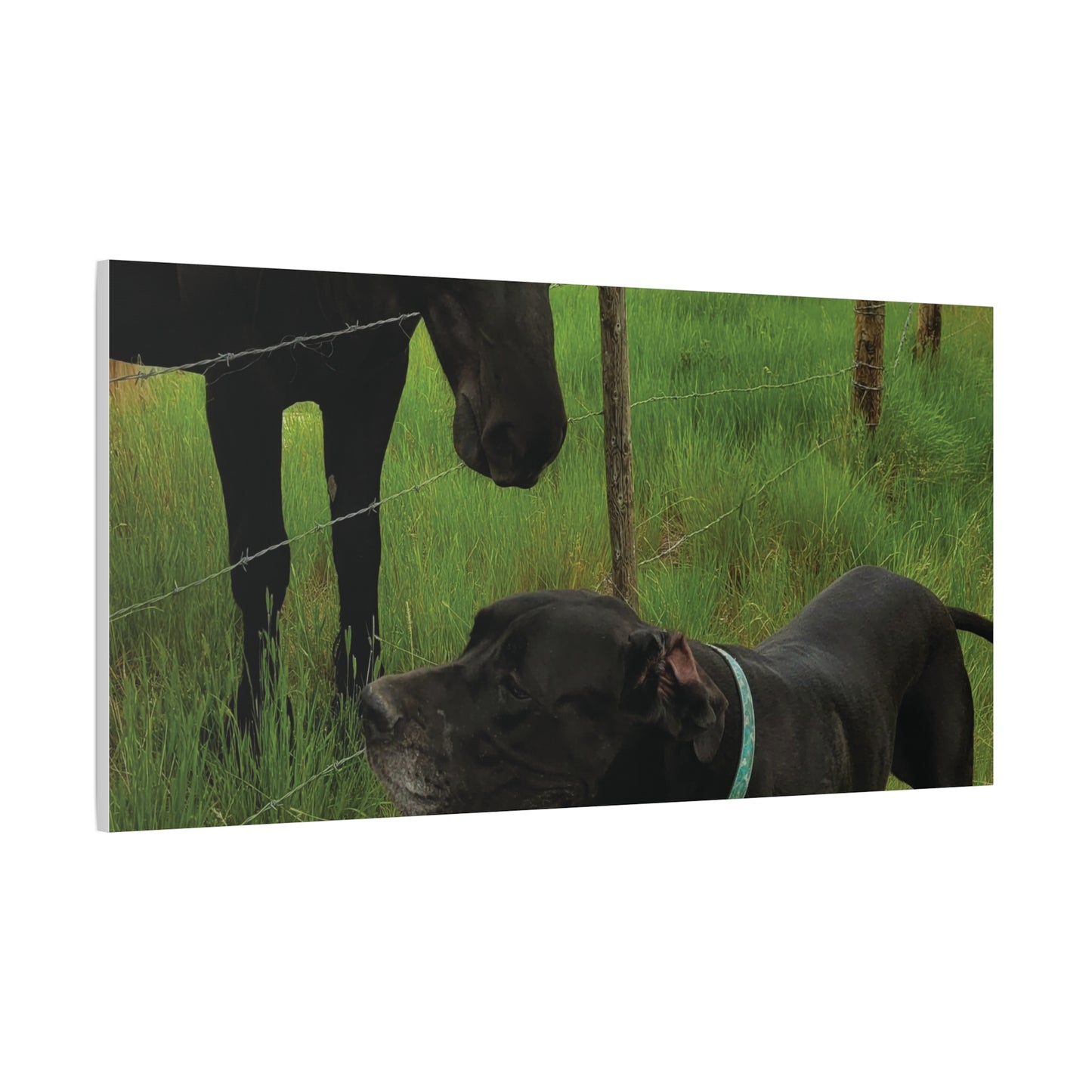 Pet Portrait Matte Canvas Wall Art - Horse & Dog