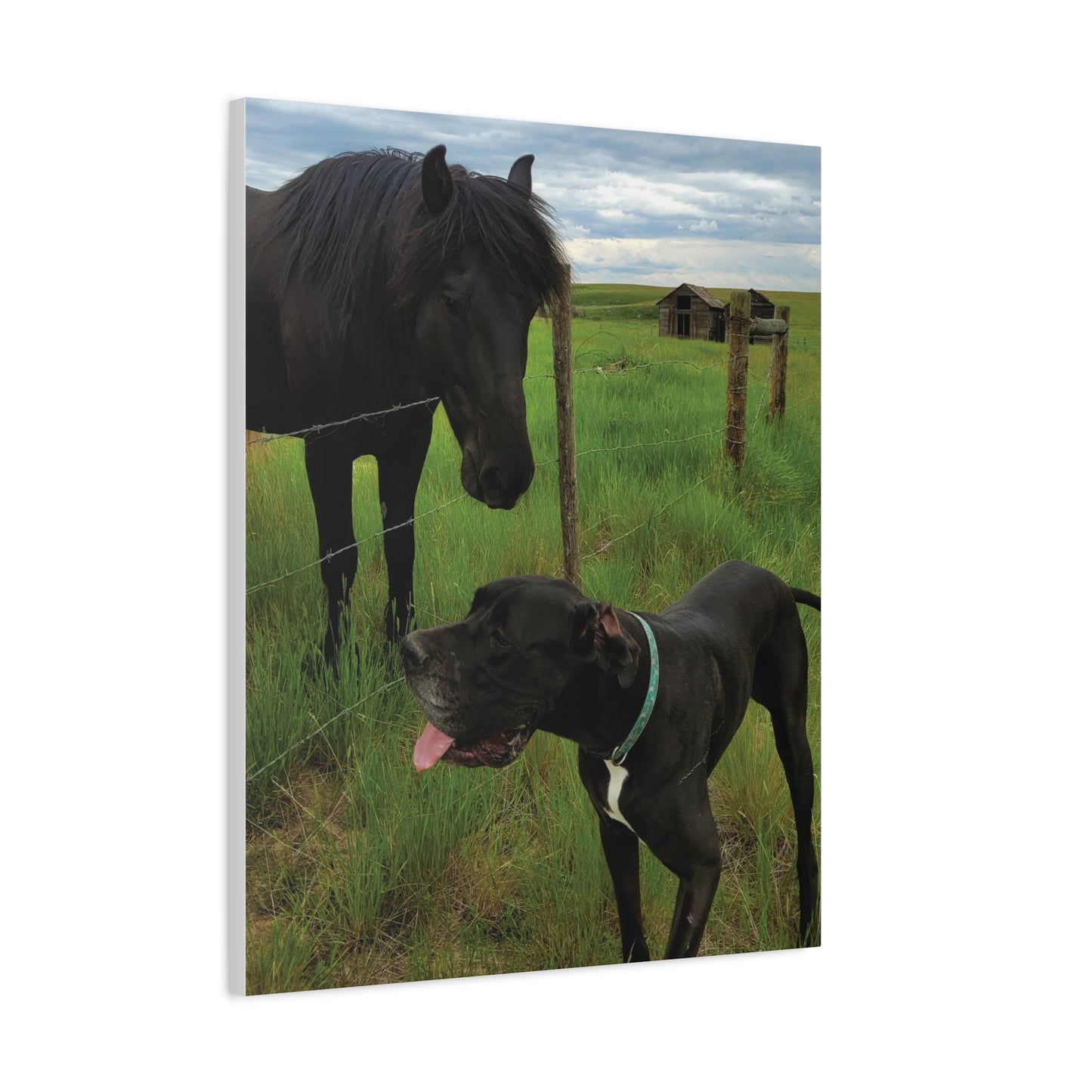 Pet Portrait Matte Canvas Wall Art - Horse & Dog