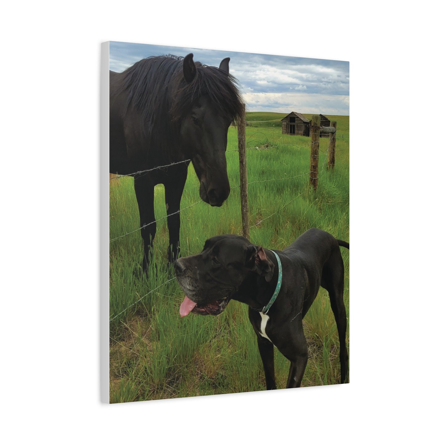 Pet Portrait Matte Canvas Wall Art - Horse & Dog