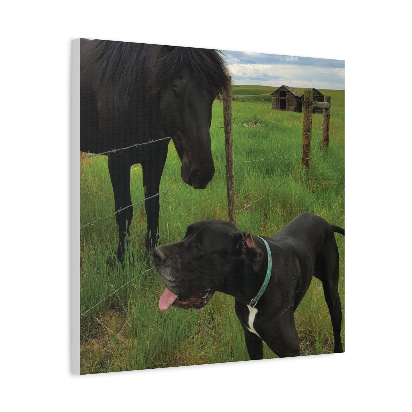 Pet Portrait Matte Canvas Wall Art - Horse & Dog