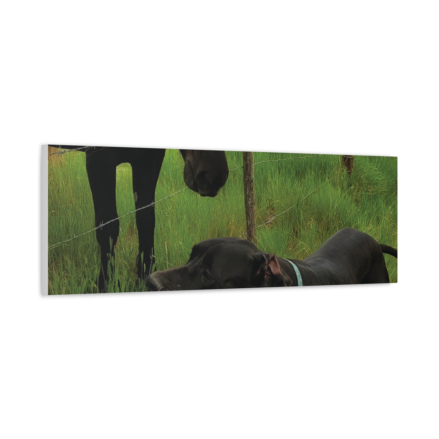 Pet Portrait Matte Canvas Wall Art - Horse & Dog