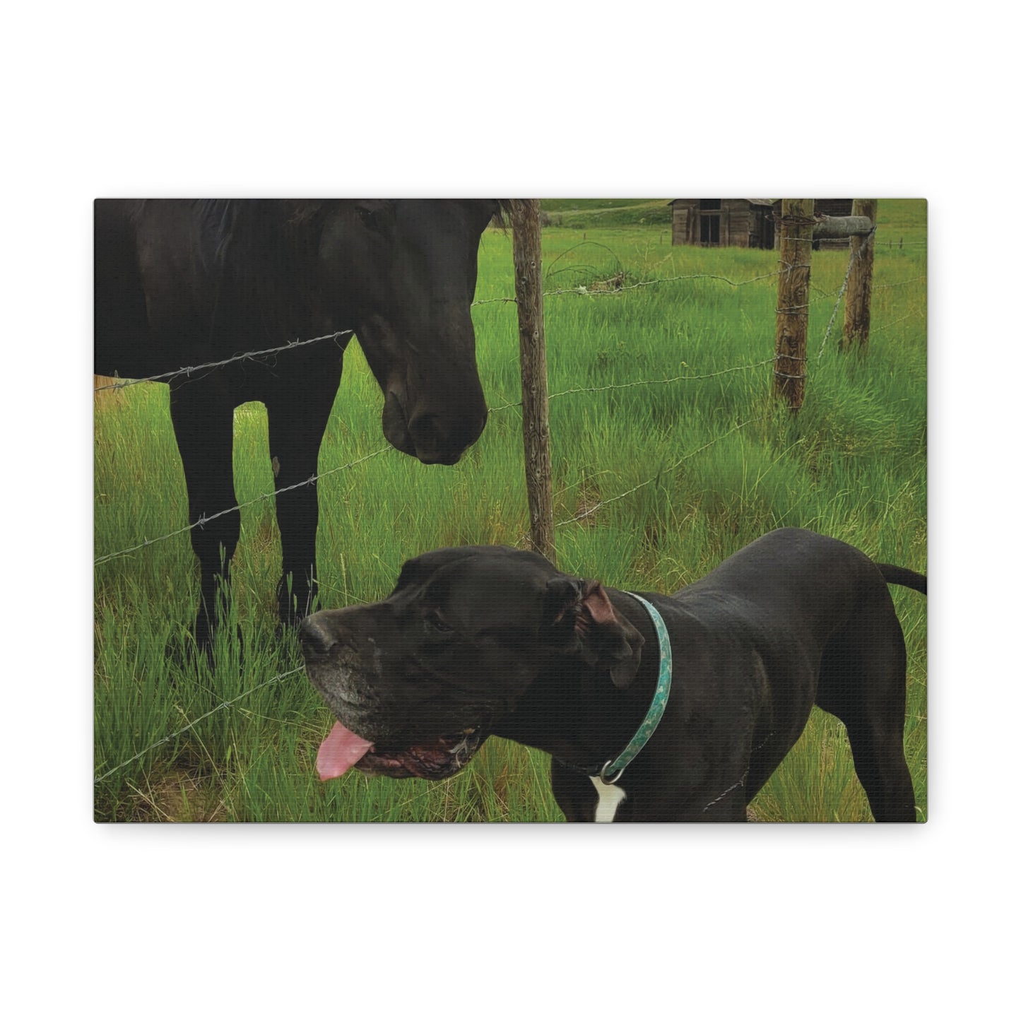 Pet Portrait Matte Canvas Wall Art - Horse & Dog