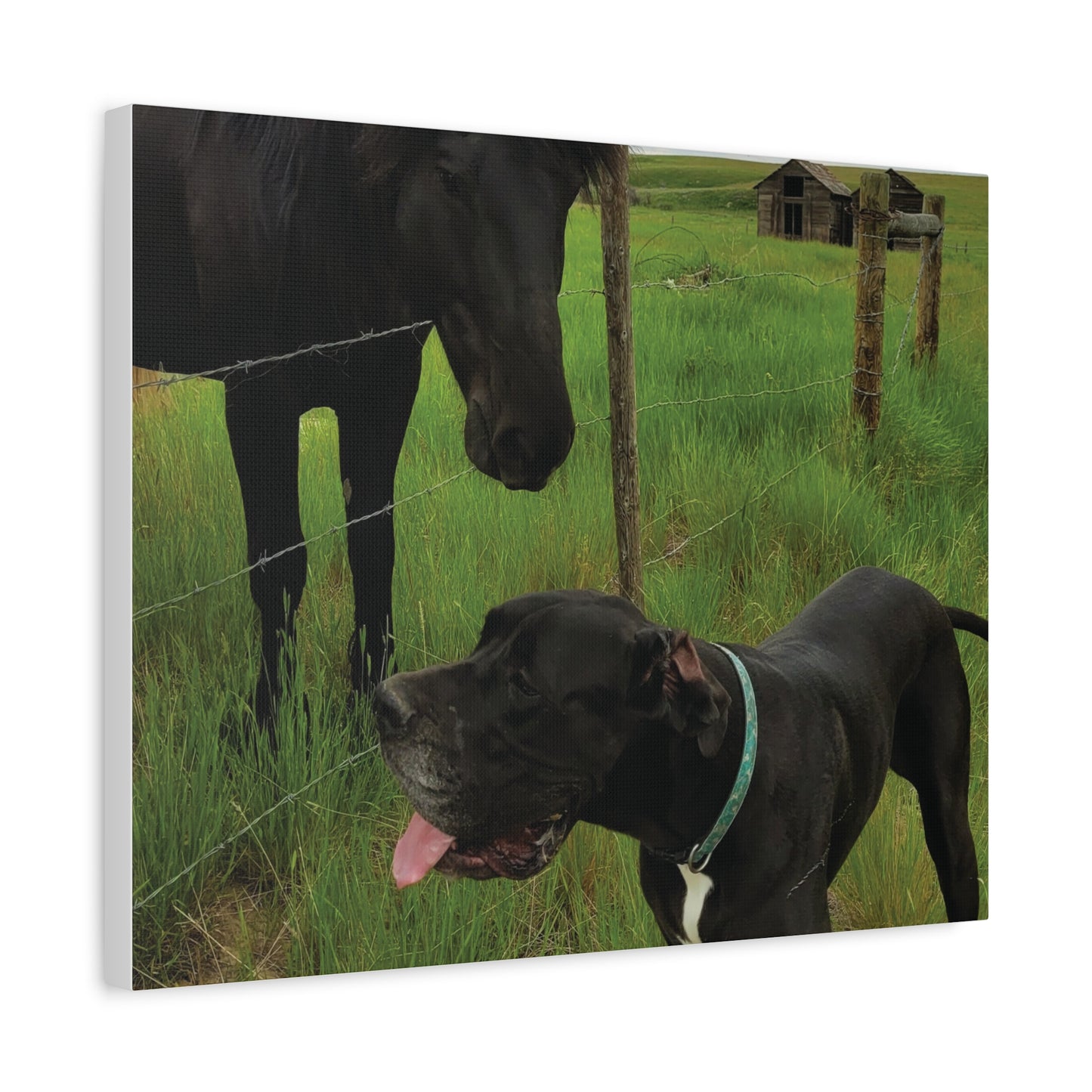 Pet Portrait Matte Canvas Wall Art - Horse & Dog