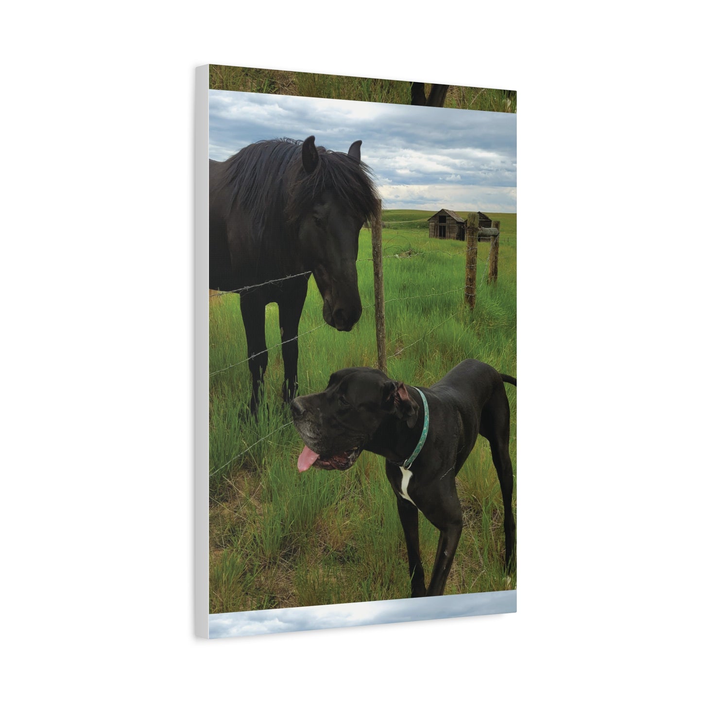 Pet Portrait Matte Canvas Wall Art - Horse & Dog