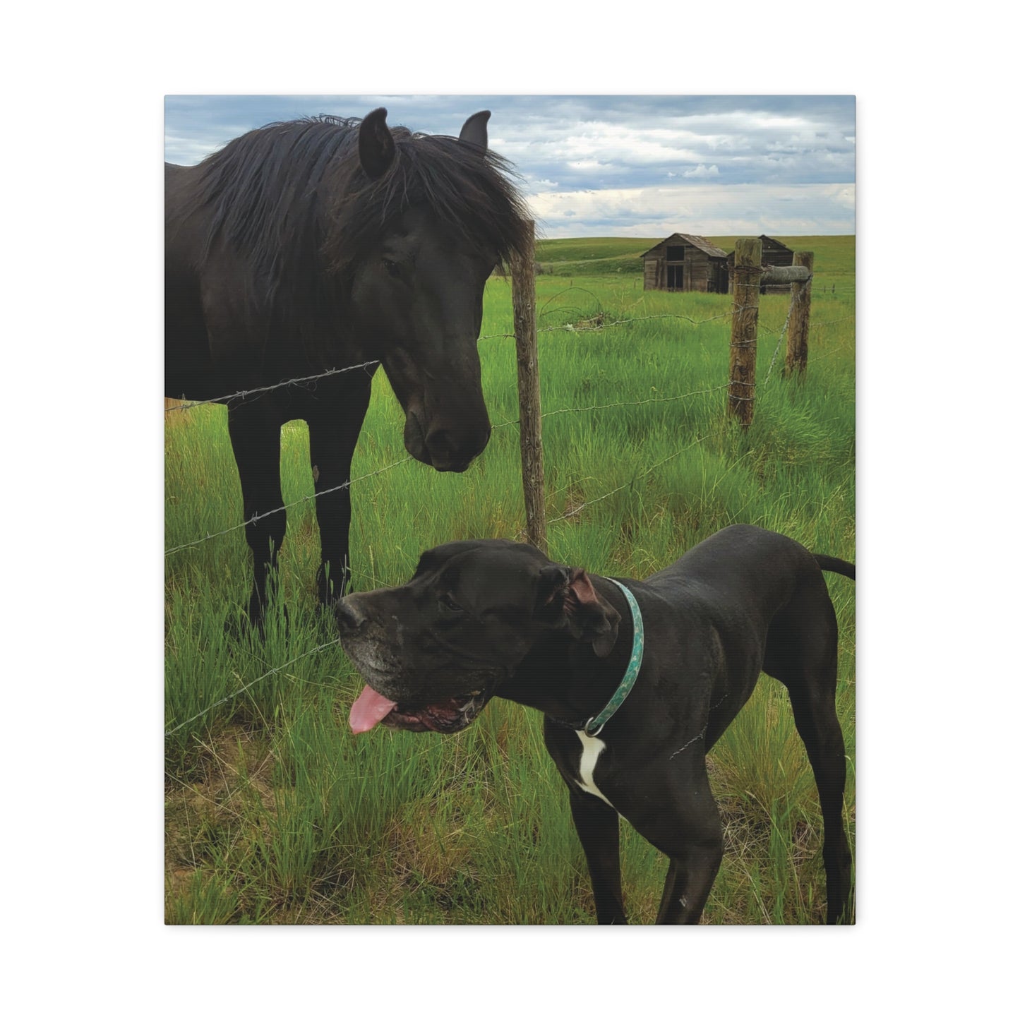 Pet Portrait Matte Canvas Wall Art - Horse & Dog