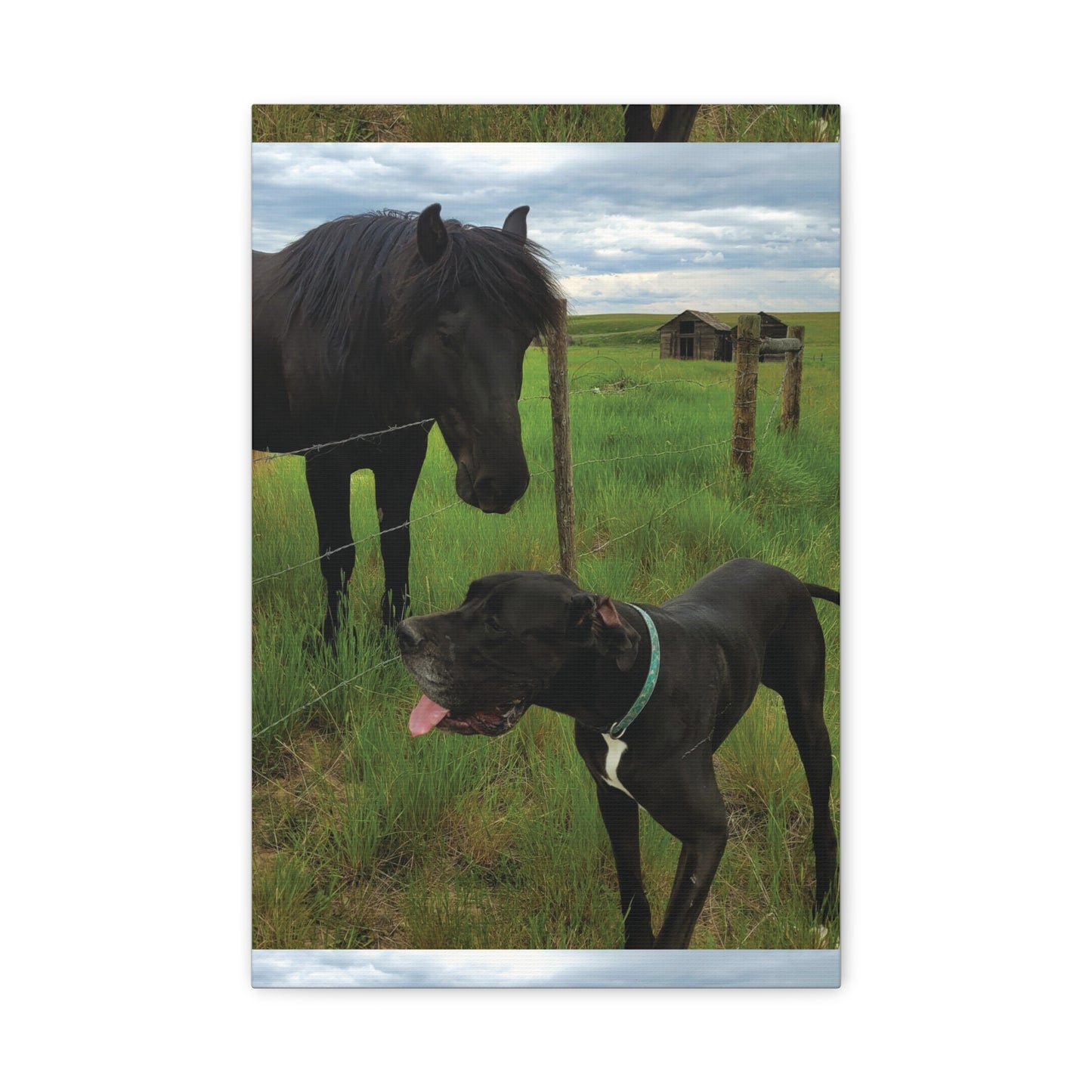 Pet Portrait Matte Canvas Wall Art - Horse & Dog