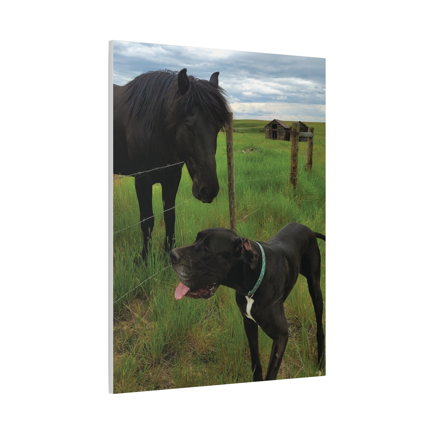 Pet Portrait Matte Canvas Wall Art - Horse & Dog