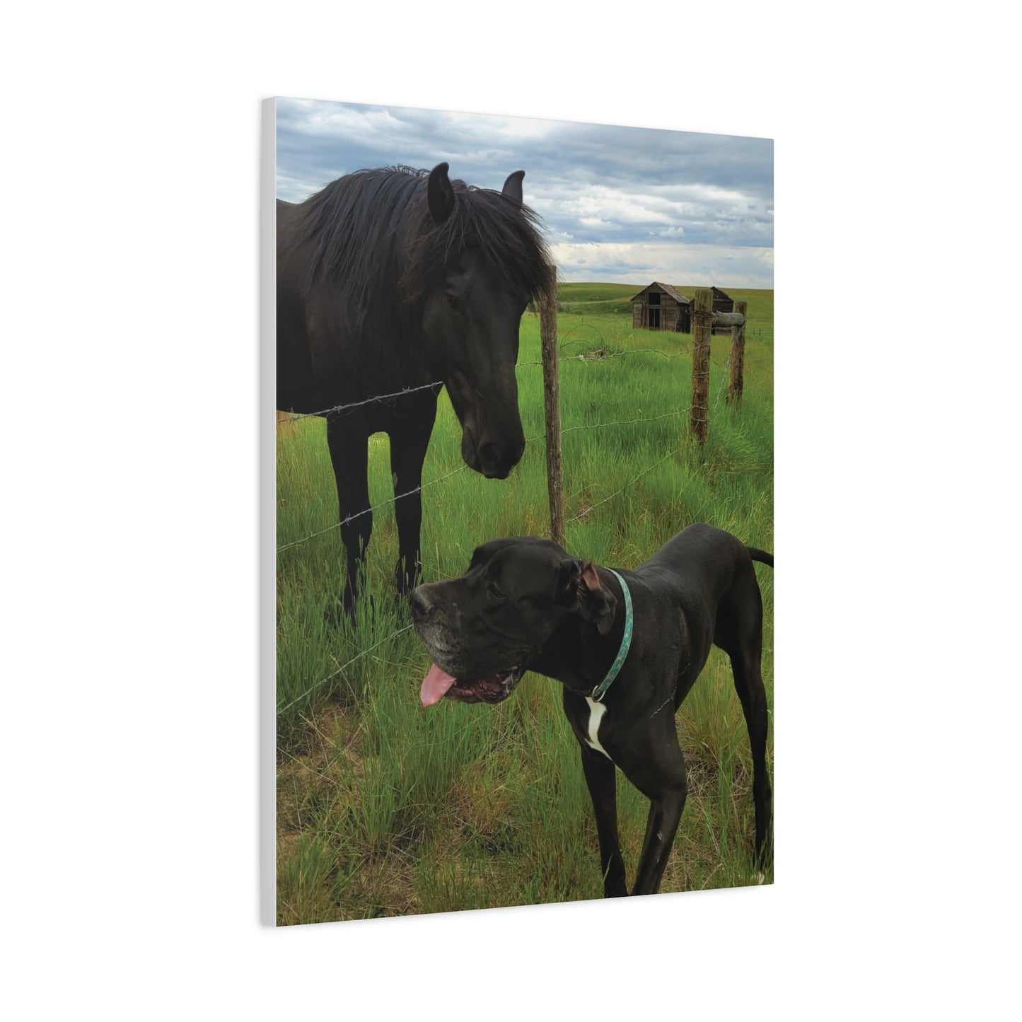 Pet Portrait Matte Canvas Wall Art - Horse & Dog