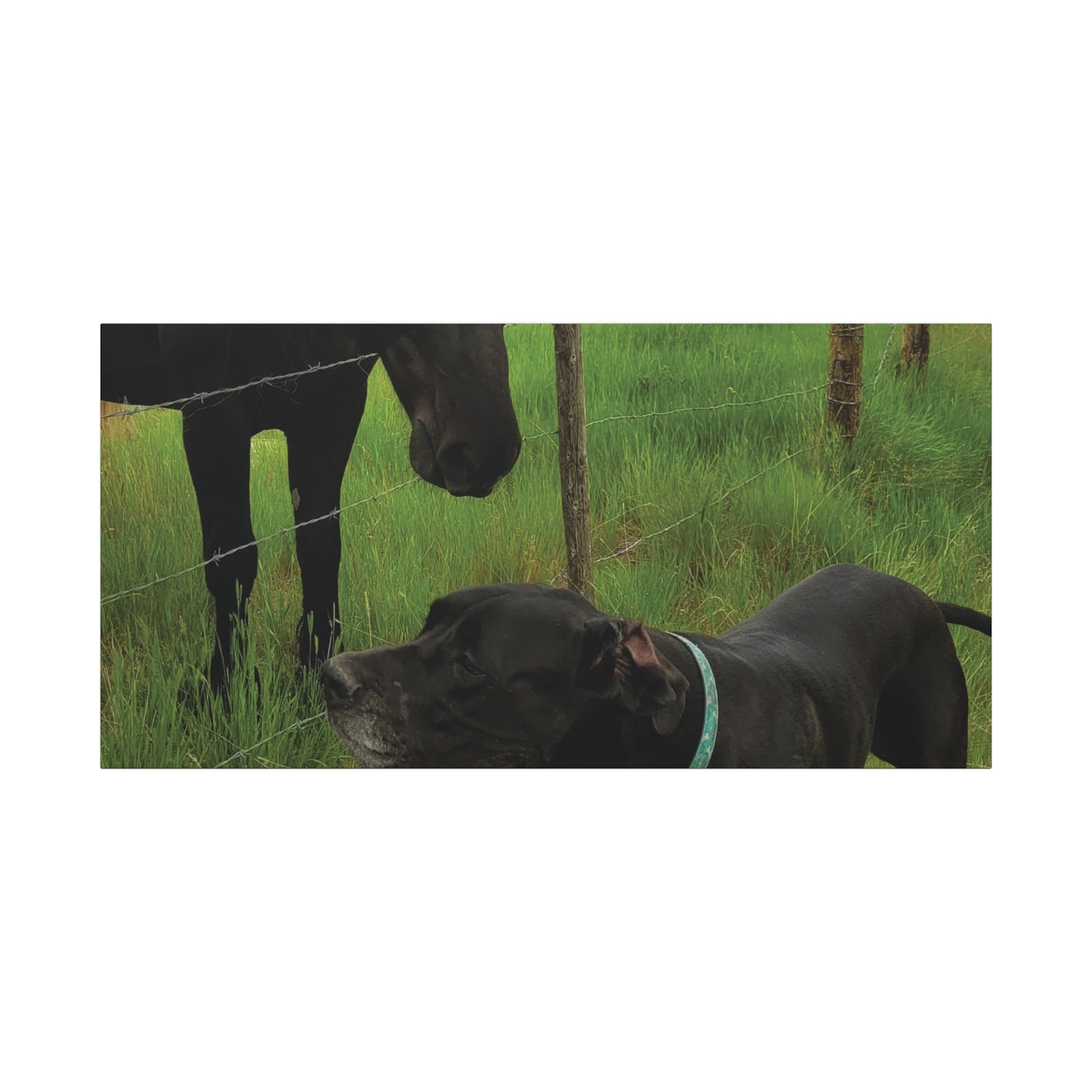 Pet Portrait Matte Canvas Wall Art - Horse & Dog