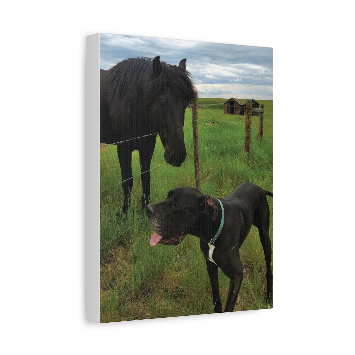 Pet Portrait Matte Canvas Wall Art - Horse & Dog