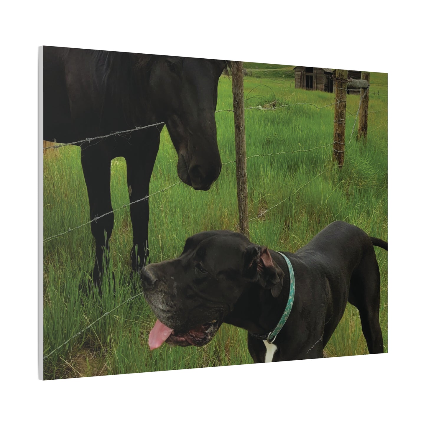 Pet Portrait Matte Canvas Wall Art - Horse & Dog