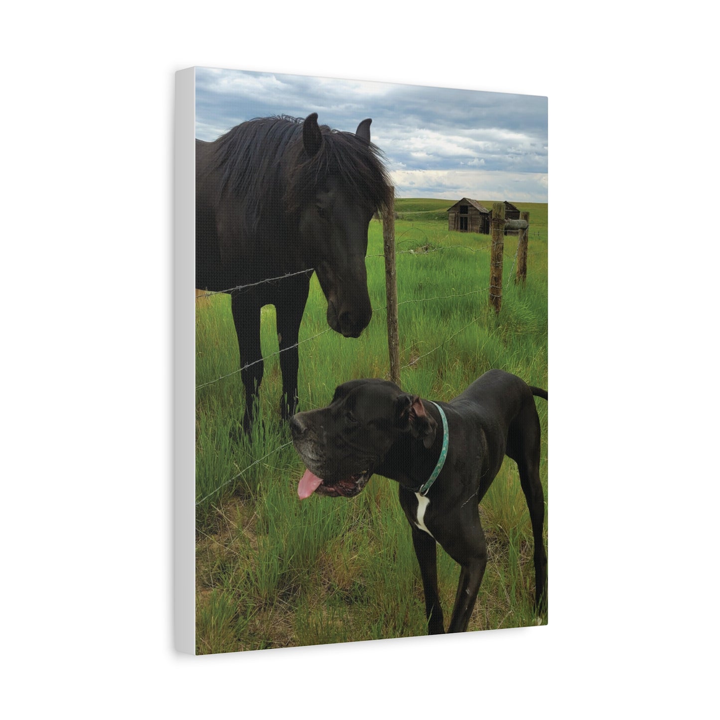 Pet Portrait Matte Canvas Wall Art - Horse & Dog