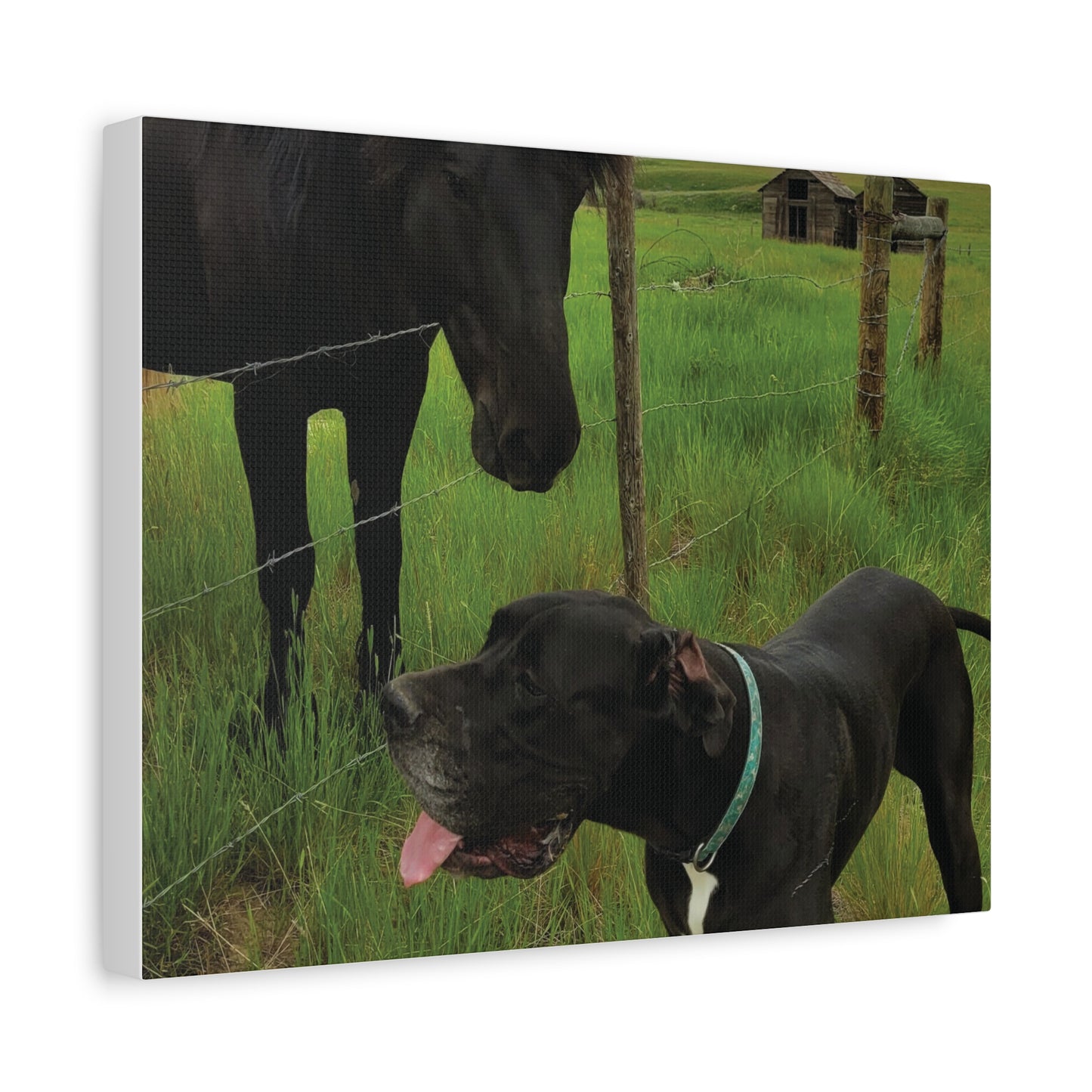 Pet Portrait Matte Canvas Wall Art - Horse & Dog