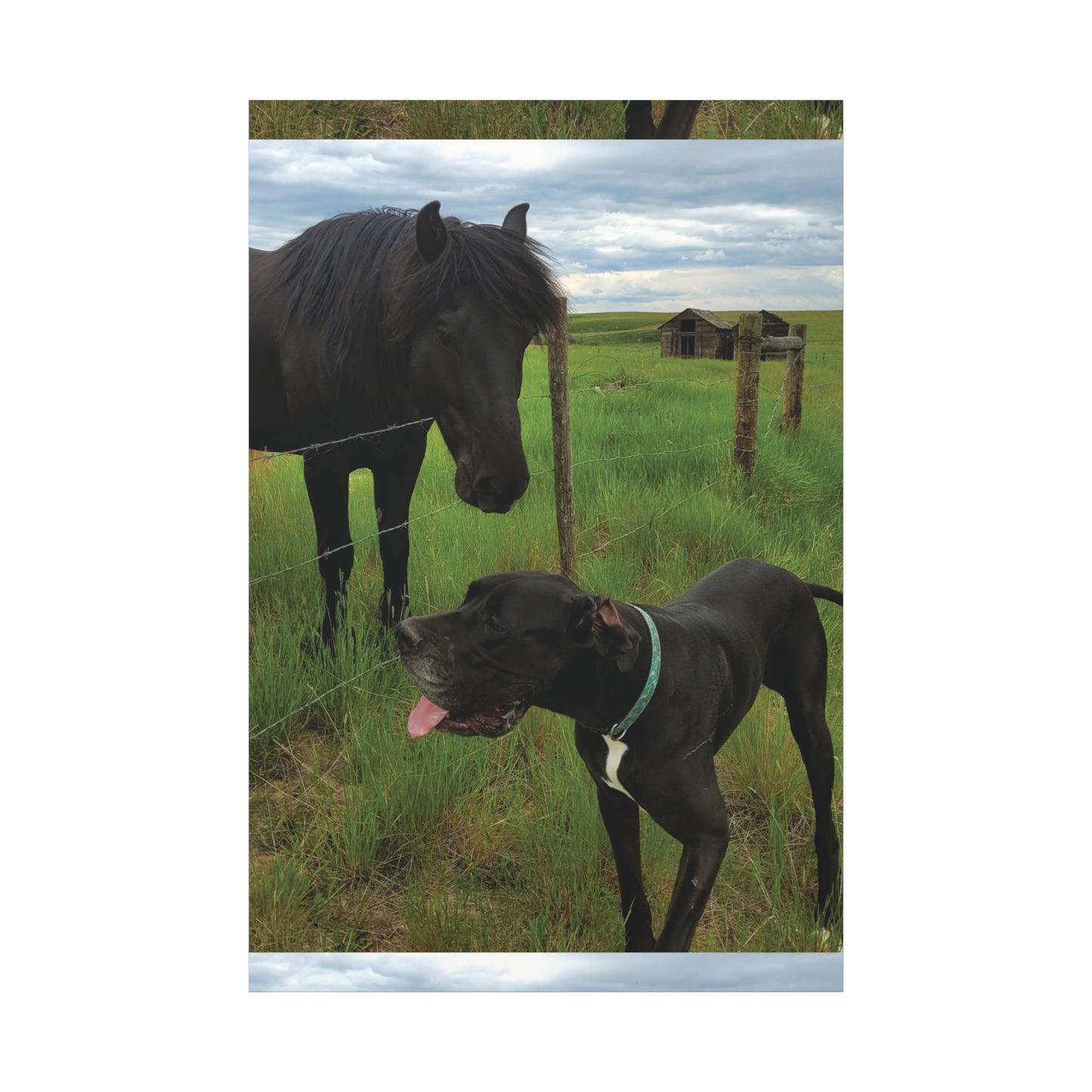 Pet Portrait Matte Canvas Wall Art - Horse & Dog