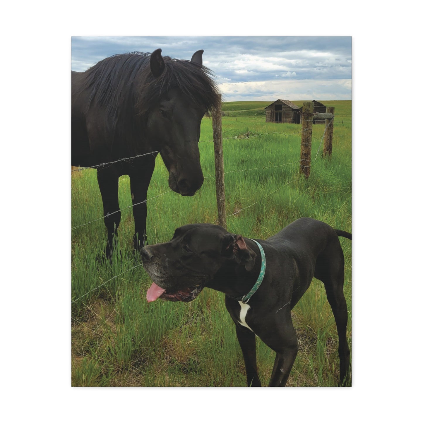 Pet Portrait Matte Canvas Wall Art - Horse & Dog