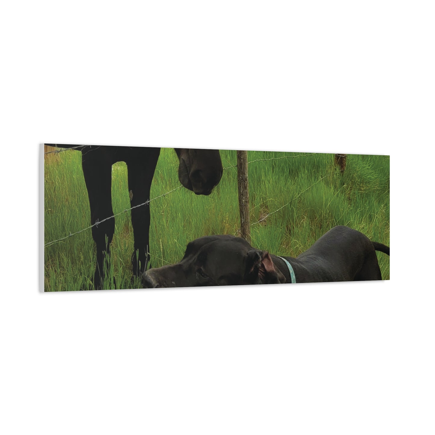 Pet Portrait Matte Canvas Wall Art - Horse & Dog