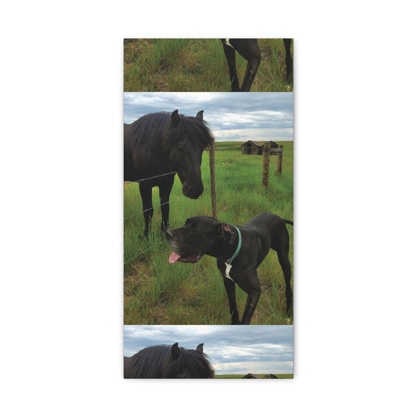 Pet Portrait Matte Canvas Wall Art - Horse & Dog