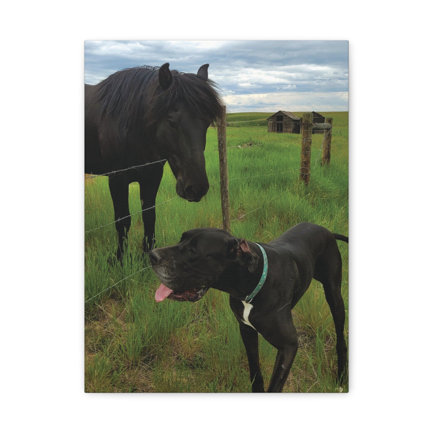 Pet Portrait Matte Canvas Wall Art - Horse & Dog