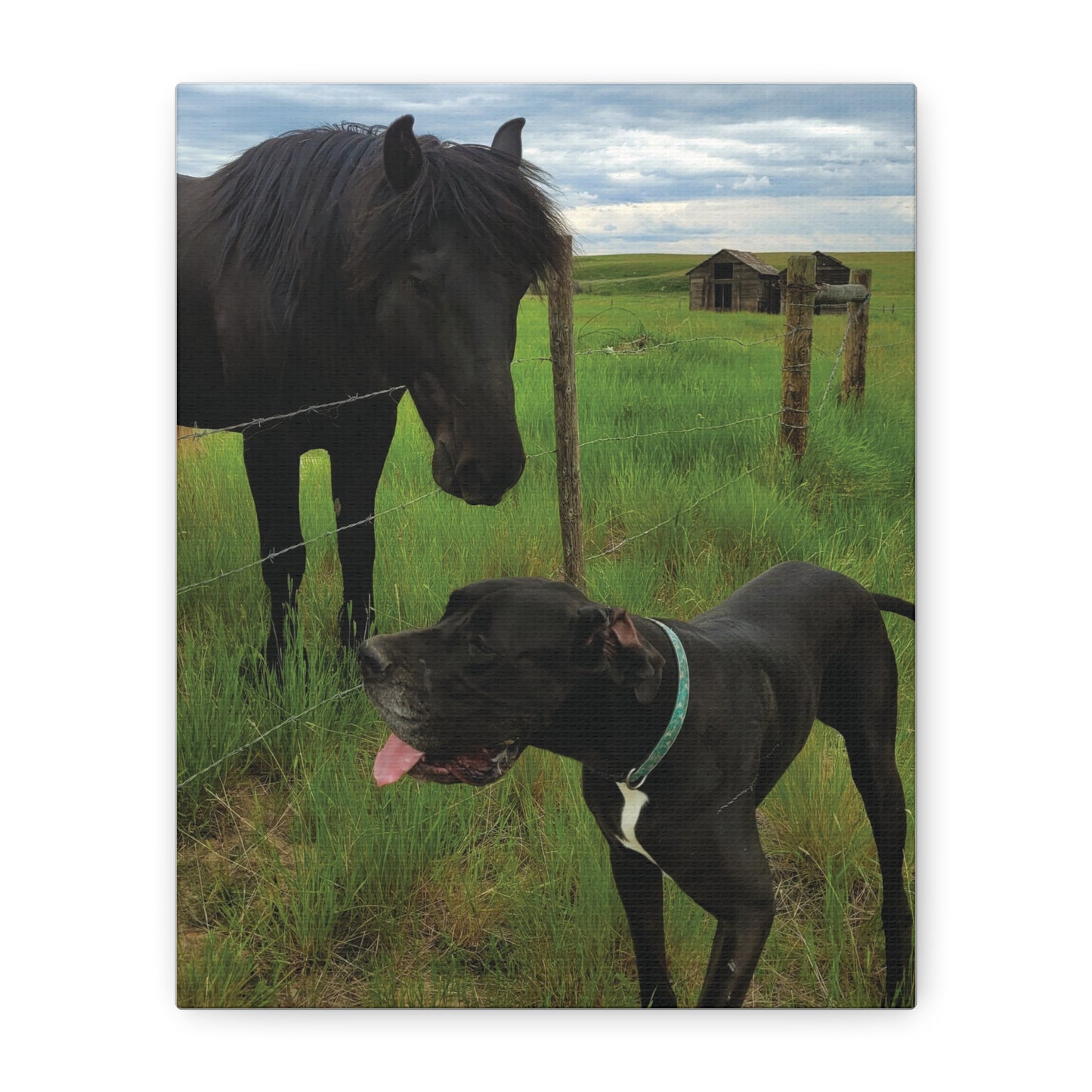 Pet Portrait Matte Canvas Wall Art - Horse & Dog