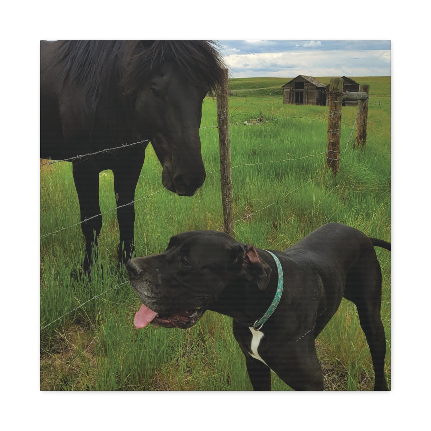 Pet Portrait Matte Canvas Wall Art - Horse & Dog