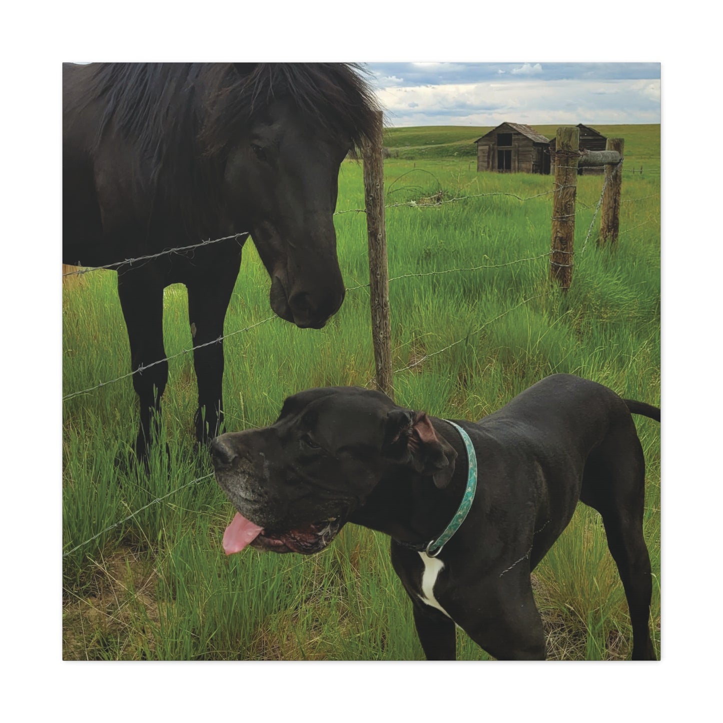 Pet Portrait Matte Canvas Wall Art - Horse & Dog