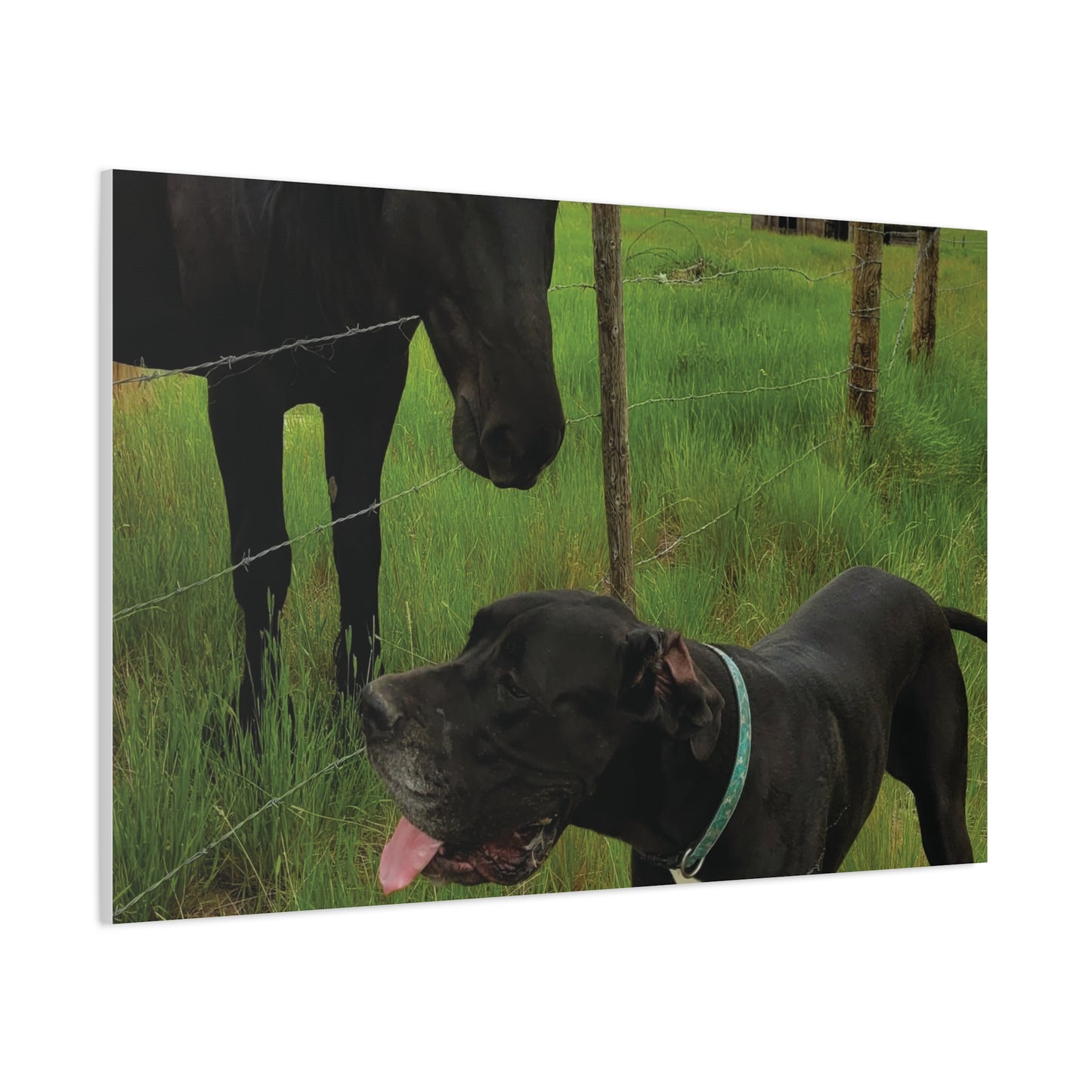 Pet Portrait Matte Canvas Wall Art - Horse & Dog