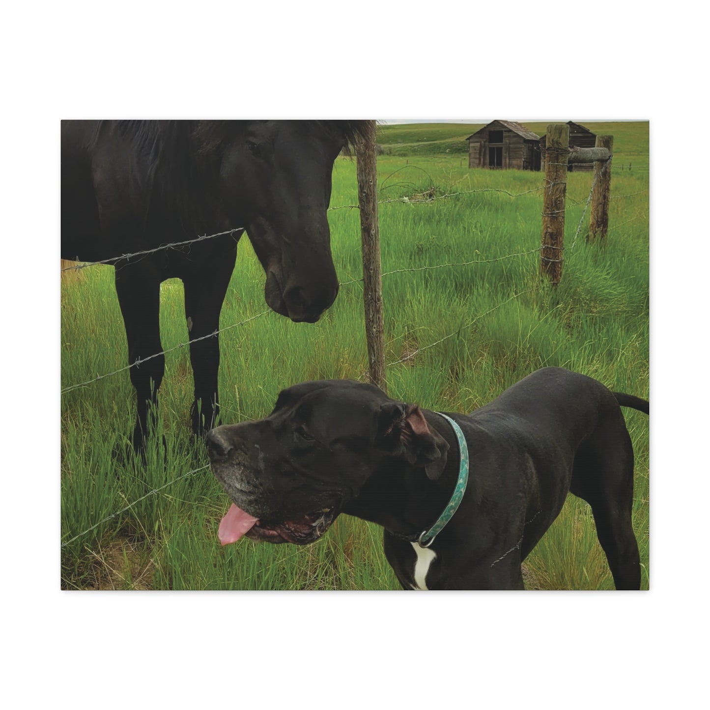 Pet Portrait Matte Canvas Wall Art - Horse & Dog