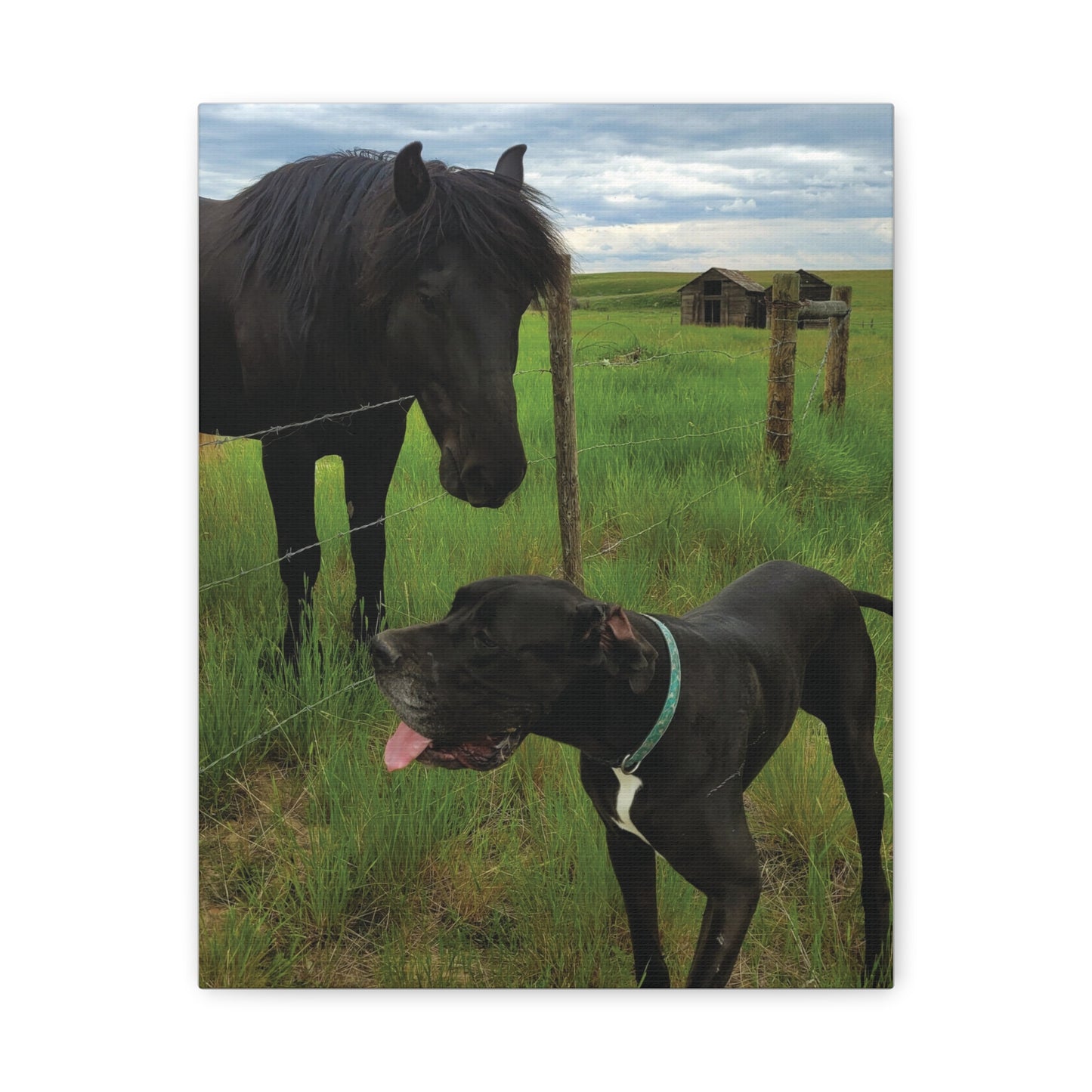 Pet Portrait Matte Canvas Wall Art - Horse & Dog