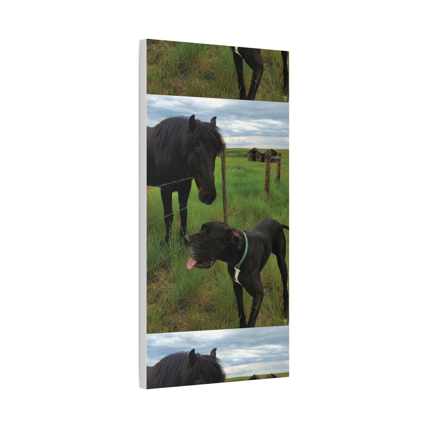 Pet Portrait Matte Canvas Wall Art - Horse & Dog
