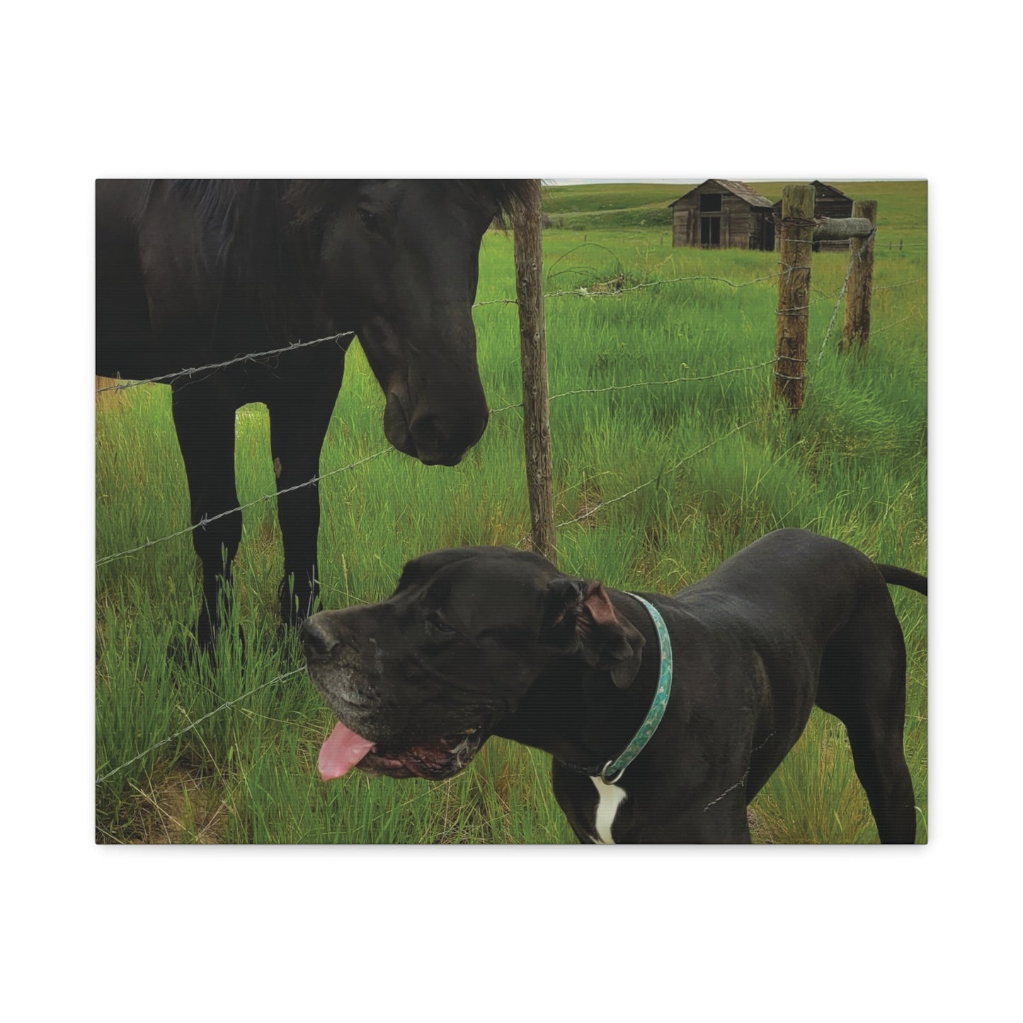 Pet Portrait Matte Canvas Wall Art - Horse & Dog