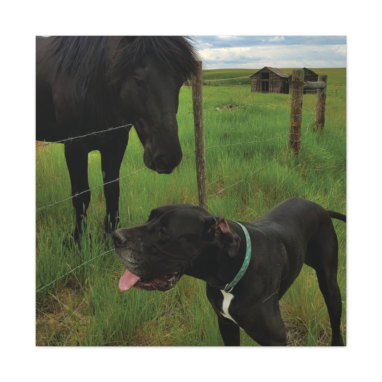 Pet Portrait Matte Canvas Wall Art - Horse & Dog