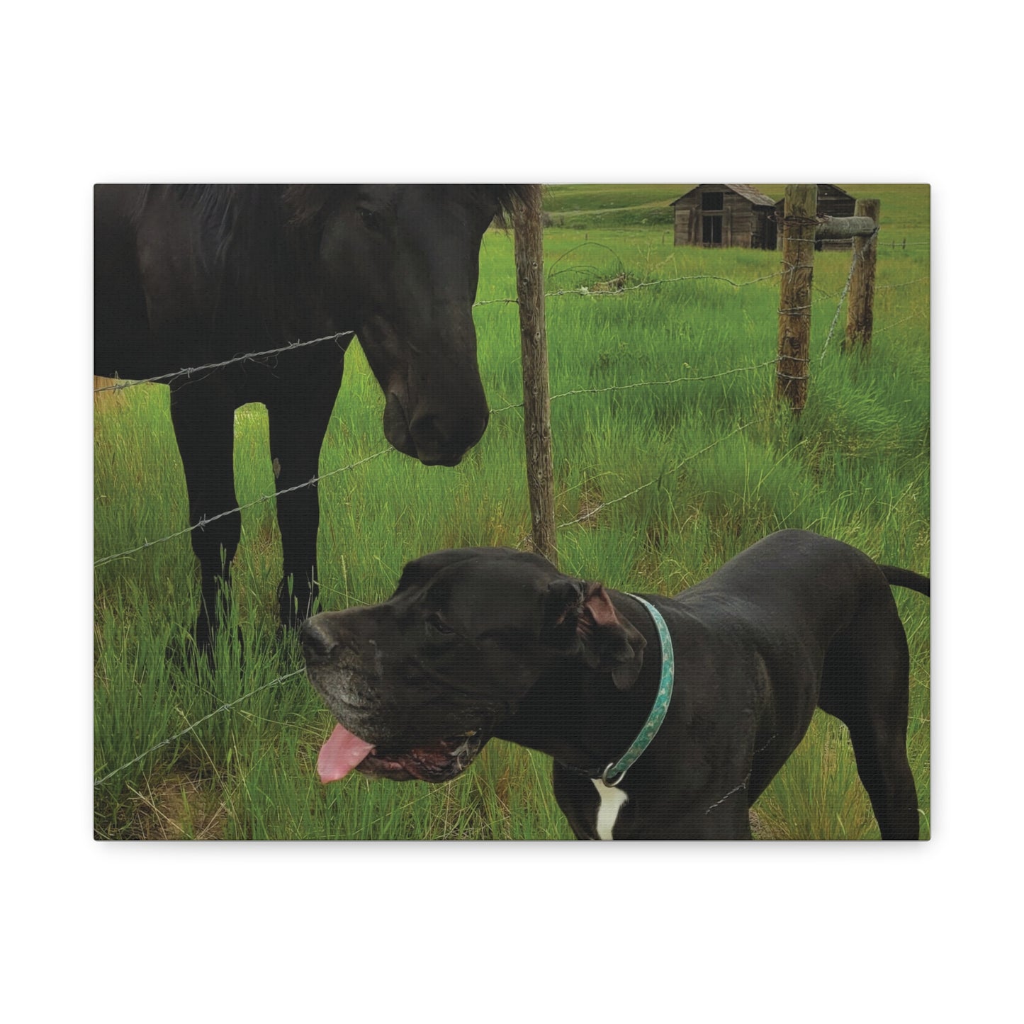 Pet Portrait Matte Canvas Wall Art - Horse & Dog