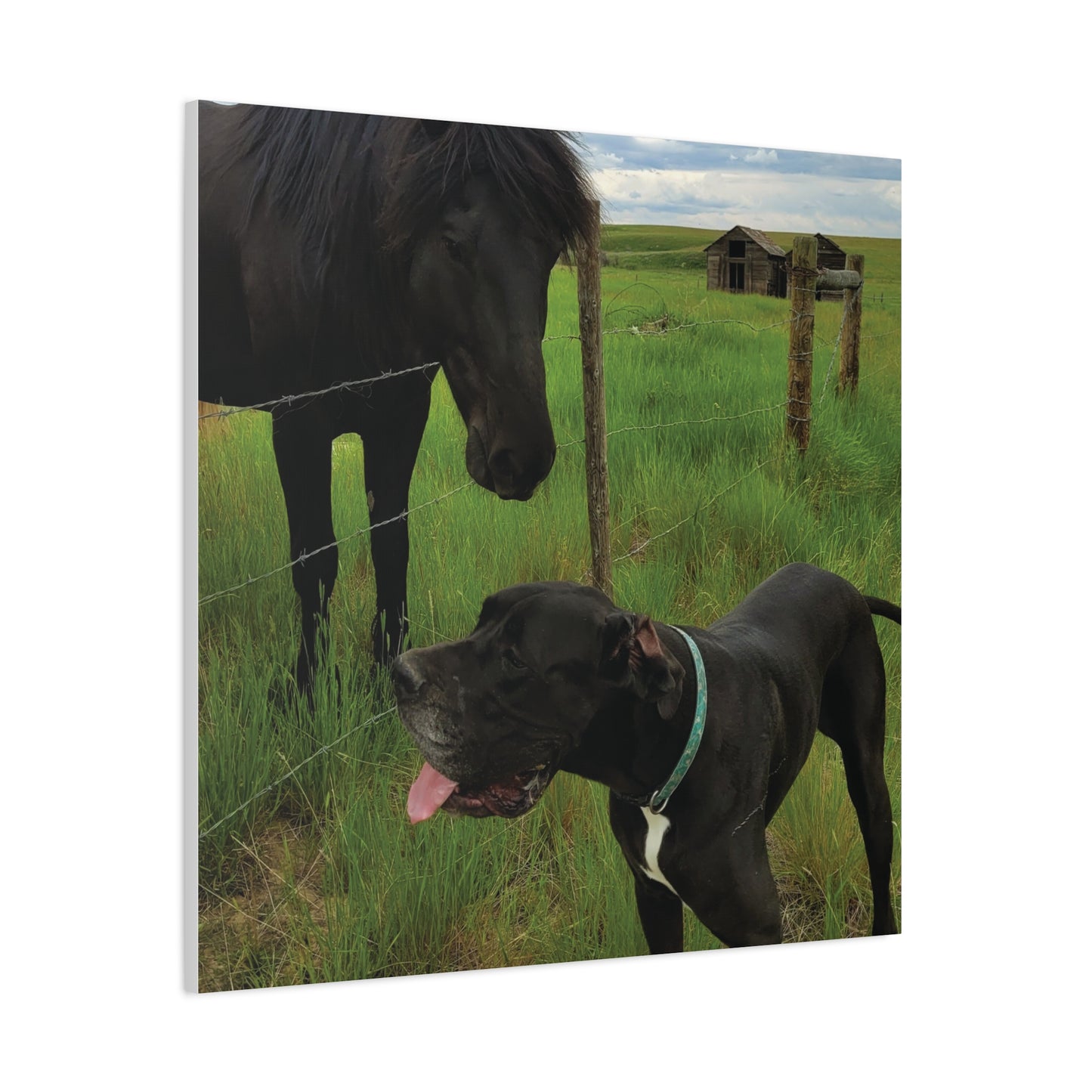 Pet Portrait Matte Canvas Wall Art - Horse & Dog
