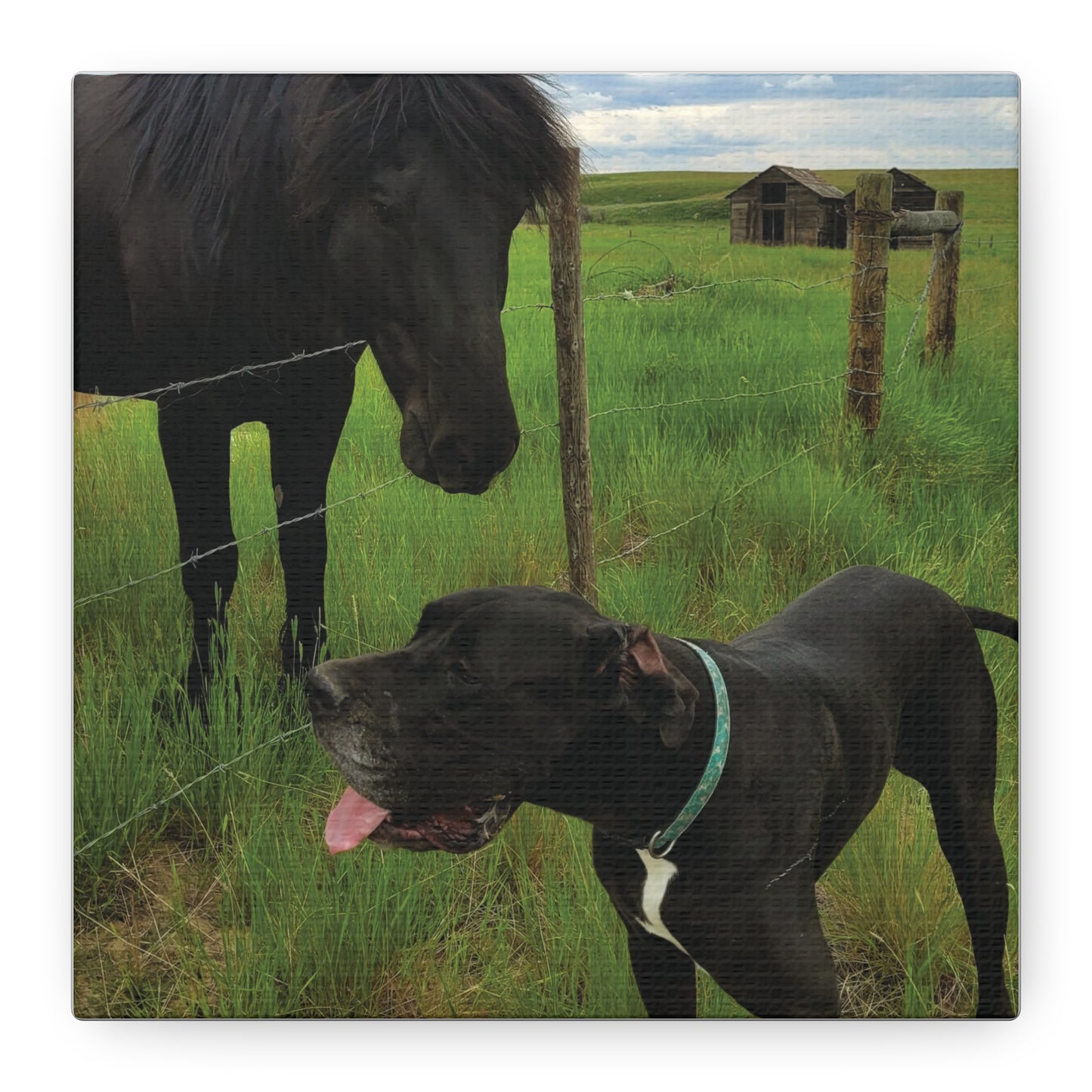 Pet Portrait Matte Canvas Wall Art - Horse & Dog