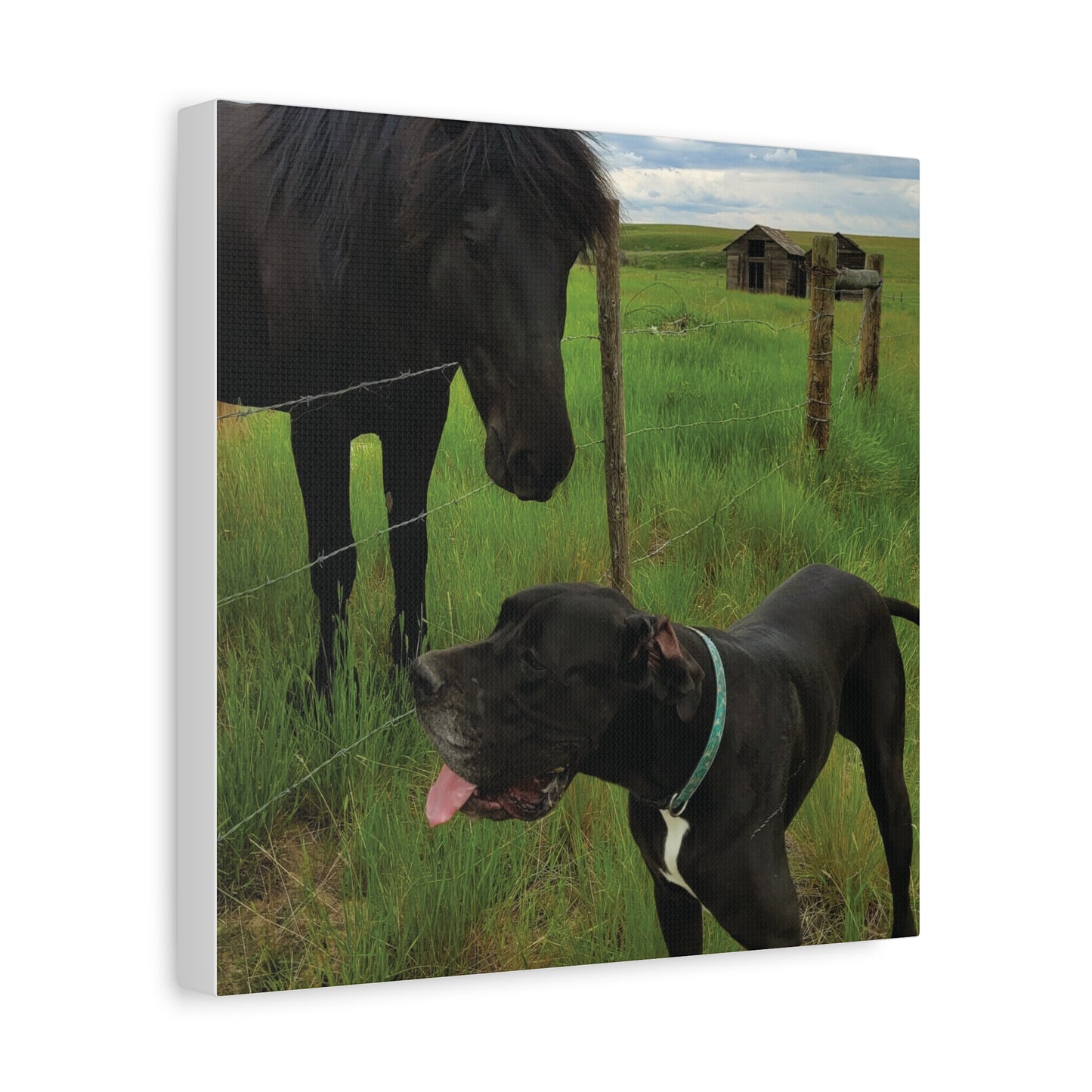 Pet Portrait Matte Canvas Wall Art - Horse & Dog