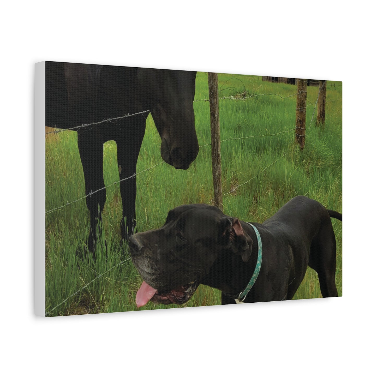 Pet Portrait Matte Canvas Wall Art - Horse & Dog