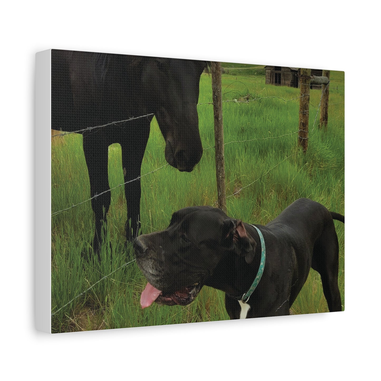 Pet Portrait Matte Canvas Wall Art - Horse & Dog