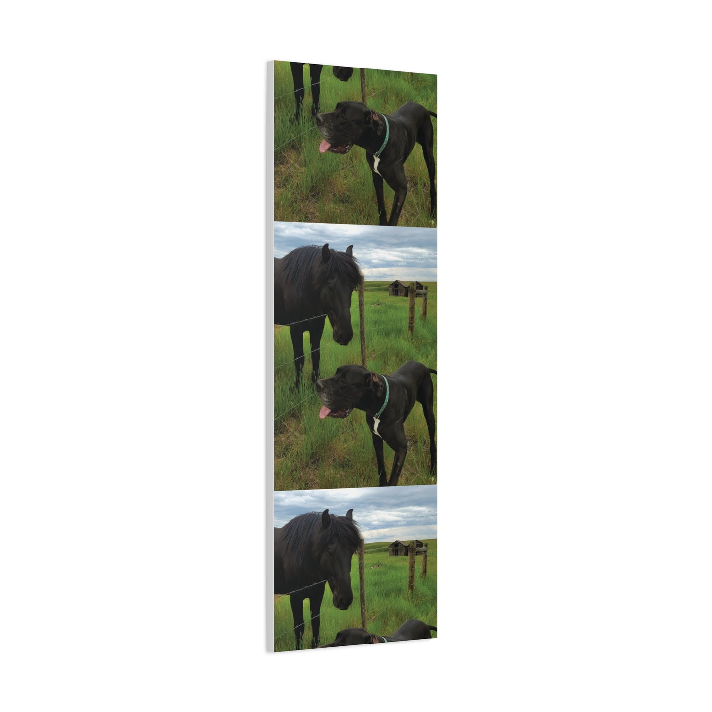 Pet Portrait Matte Canvas Wall Art - Horse & Dog