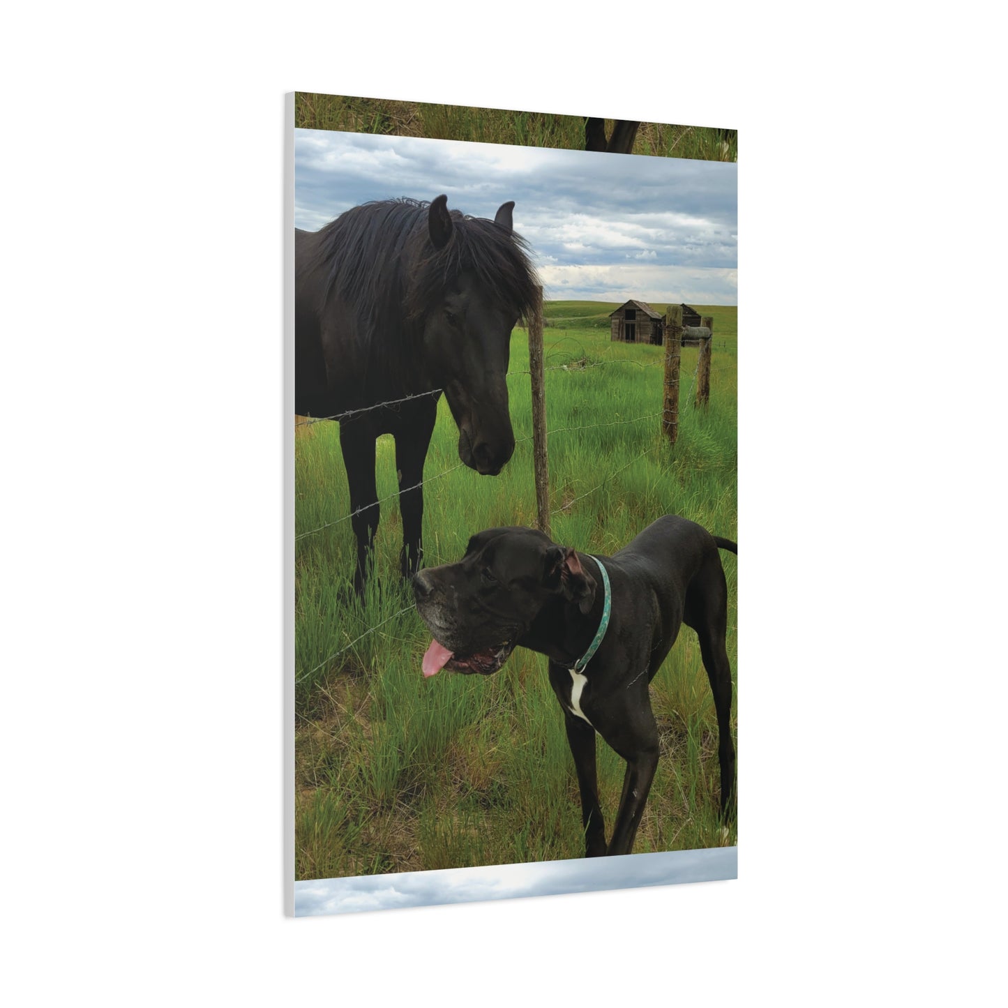 Pet Portrait Matte Canvas Wall Art - Horse & Dog