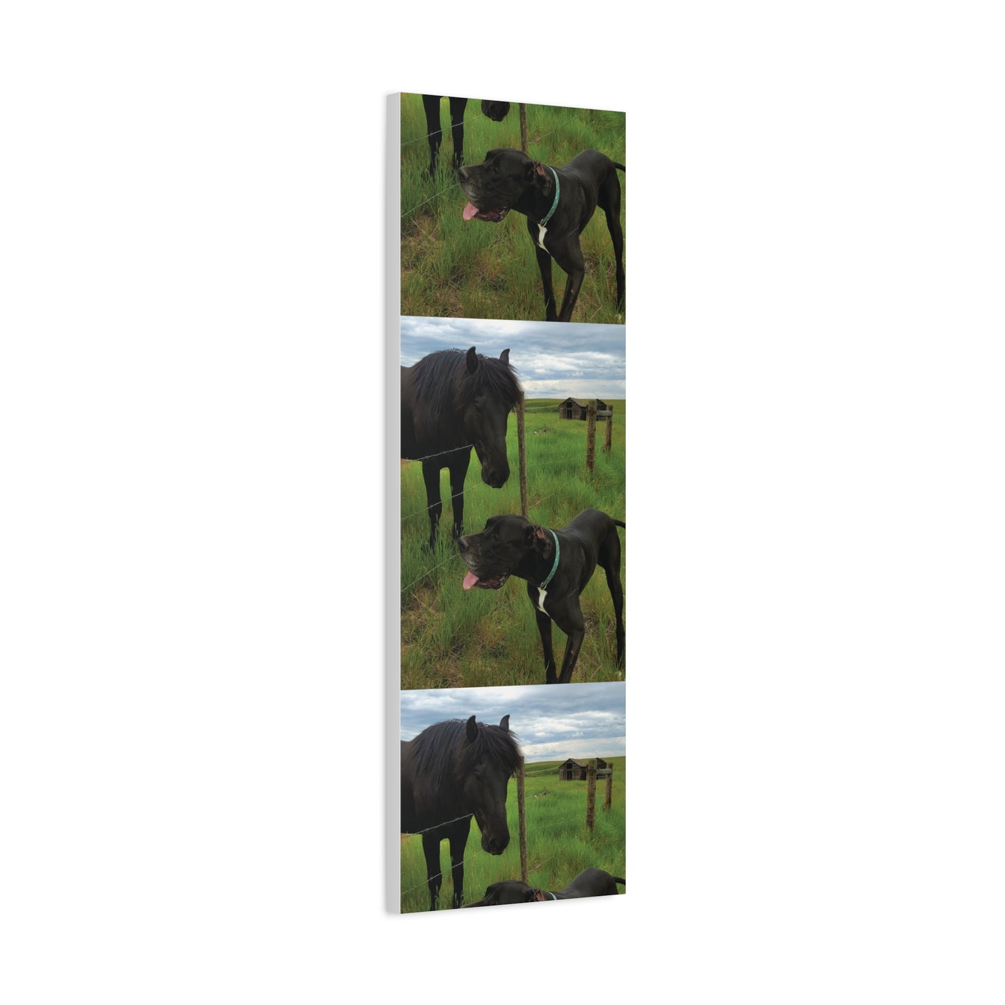 Pet Portrait Matte Canvas Wall Art - Horse & Dog