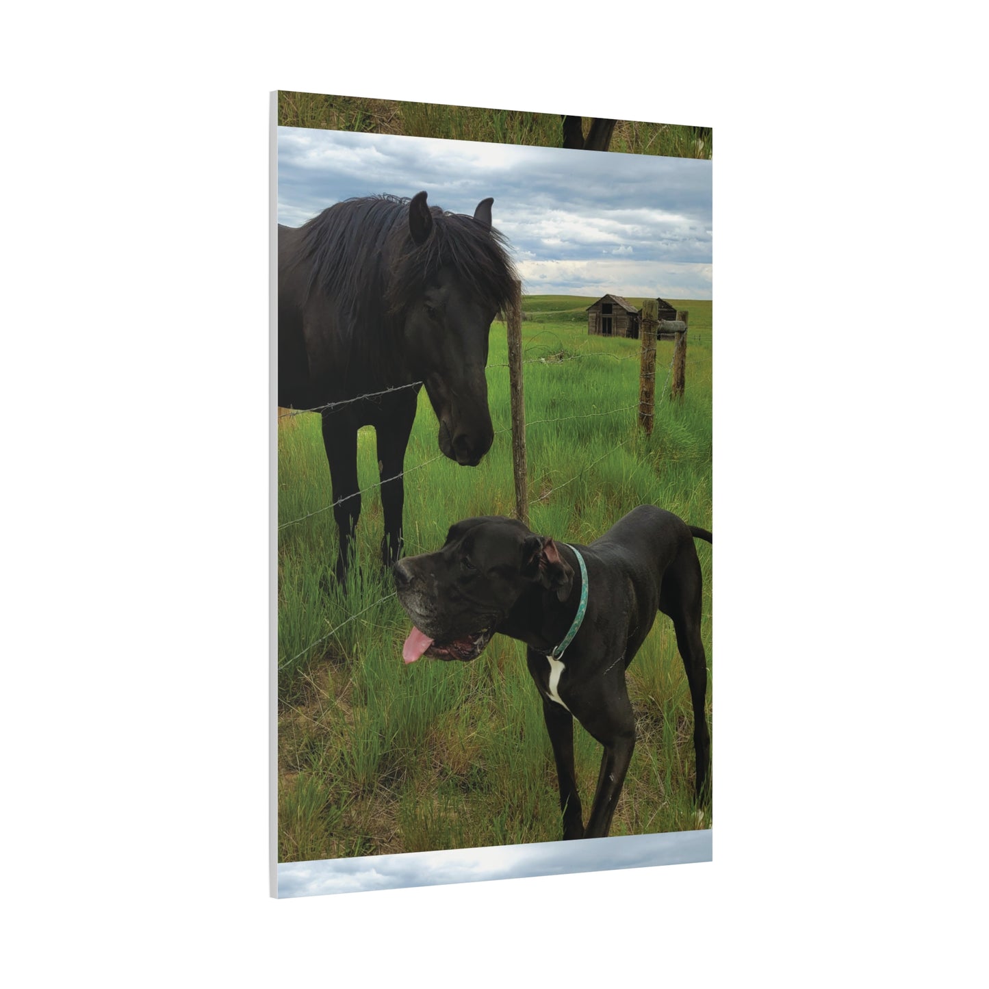 Pet Portrait Matte Canvas Wall Art - Horse & Dog