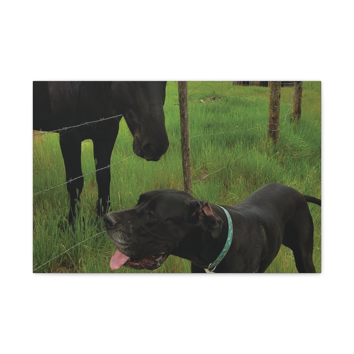 Pet Portrait Matte Canvas Wall Art - Horse & Dog