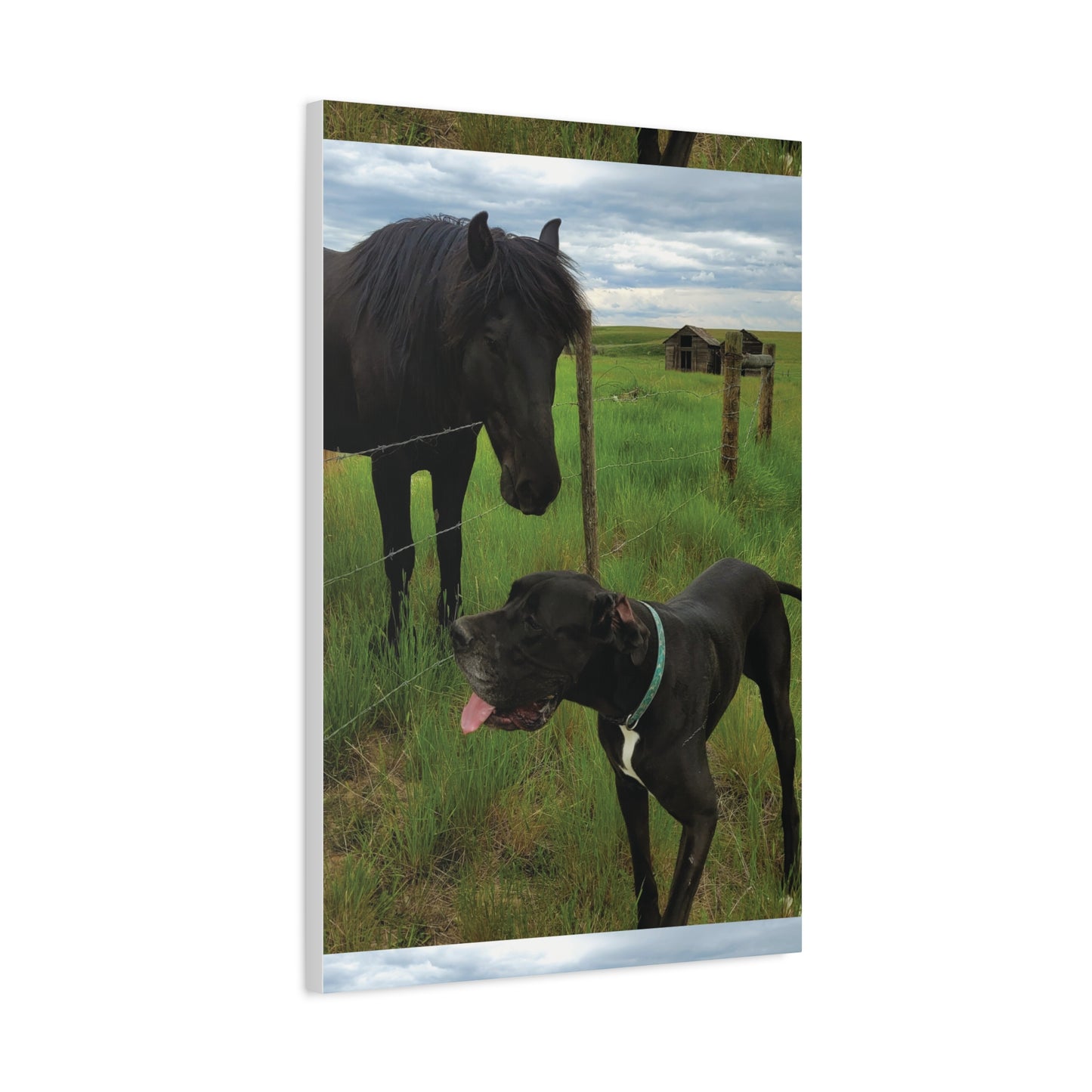 Pet Portrait Matte Canvas Wall Art - Horse & Dog